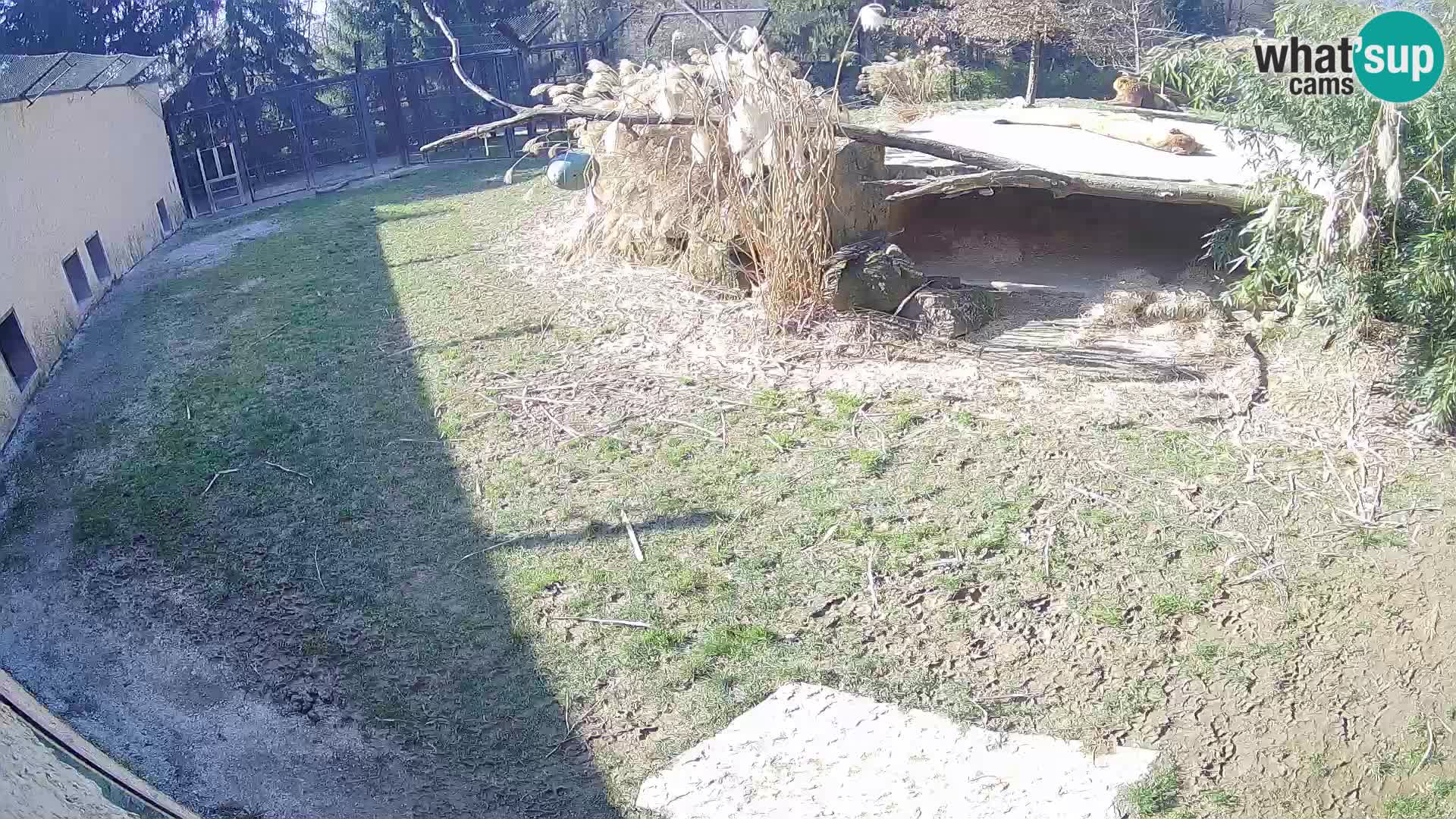 LEVI spletna kamera v živalskem vrtu Ljubljana Zoo