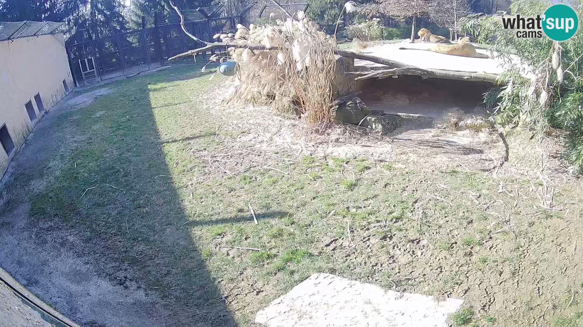 LEVI spletna kamera v živalskem vrtu Ljubljana Zoo