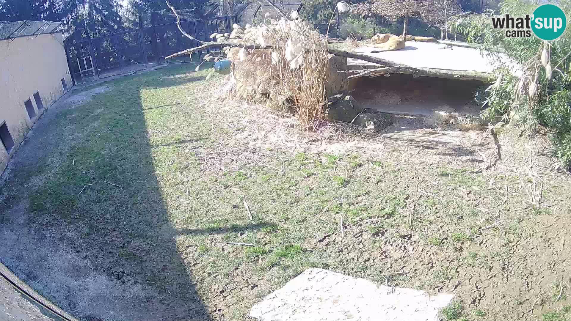 LION webcam en direct du zoo de Ljubljana – Slovénie