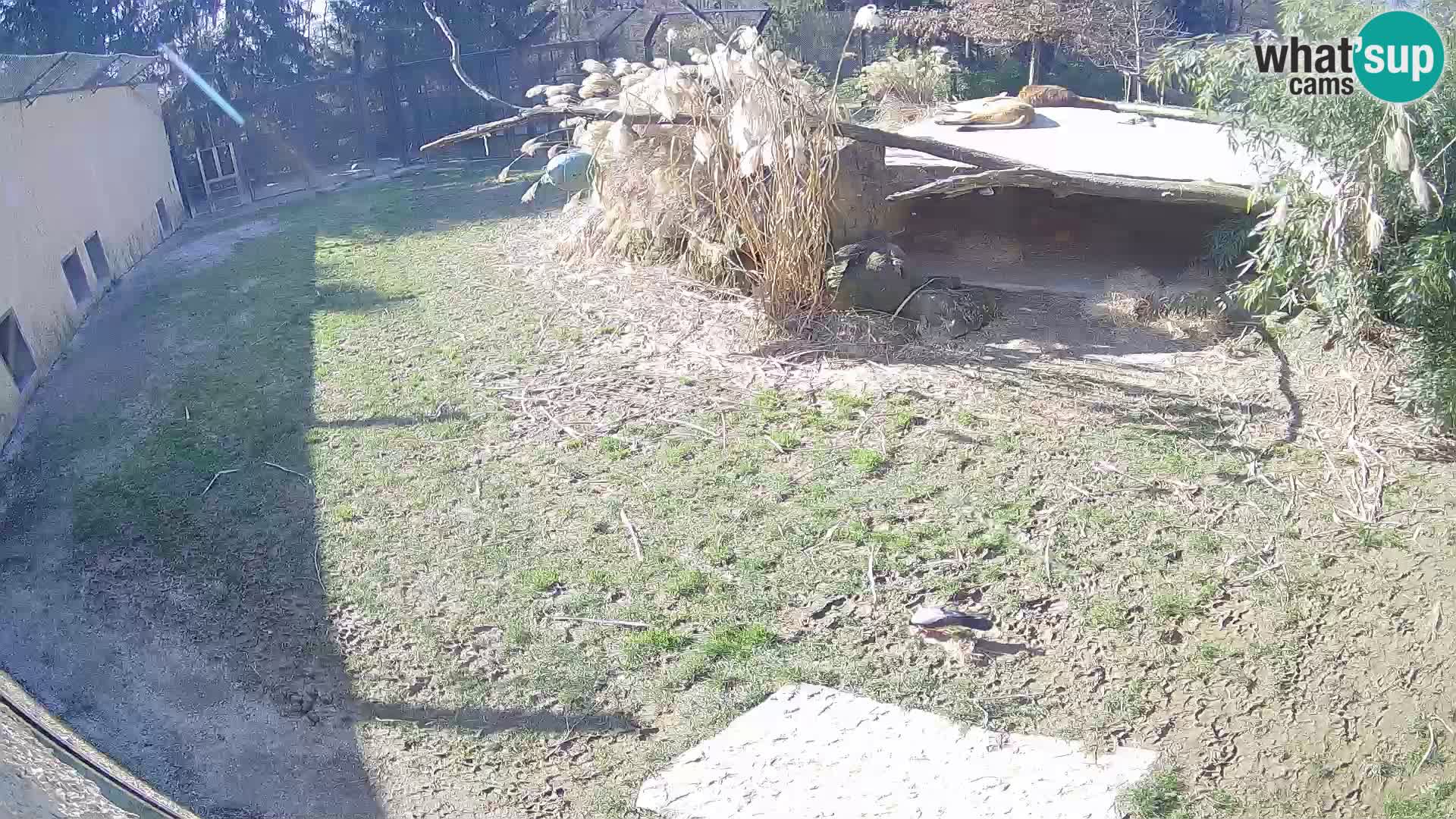 Löwe live Webcam im Zoo von Ljubljana – Slowenien