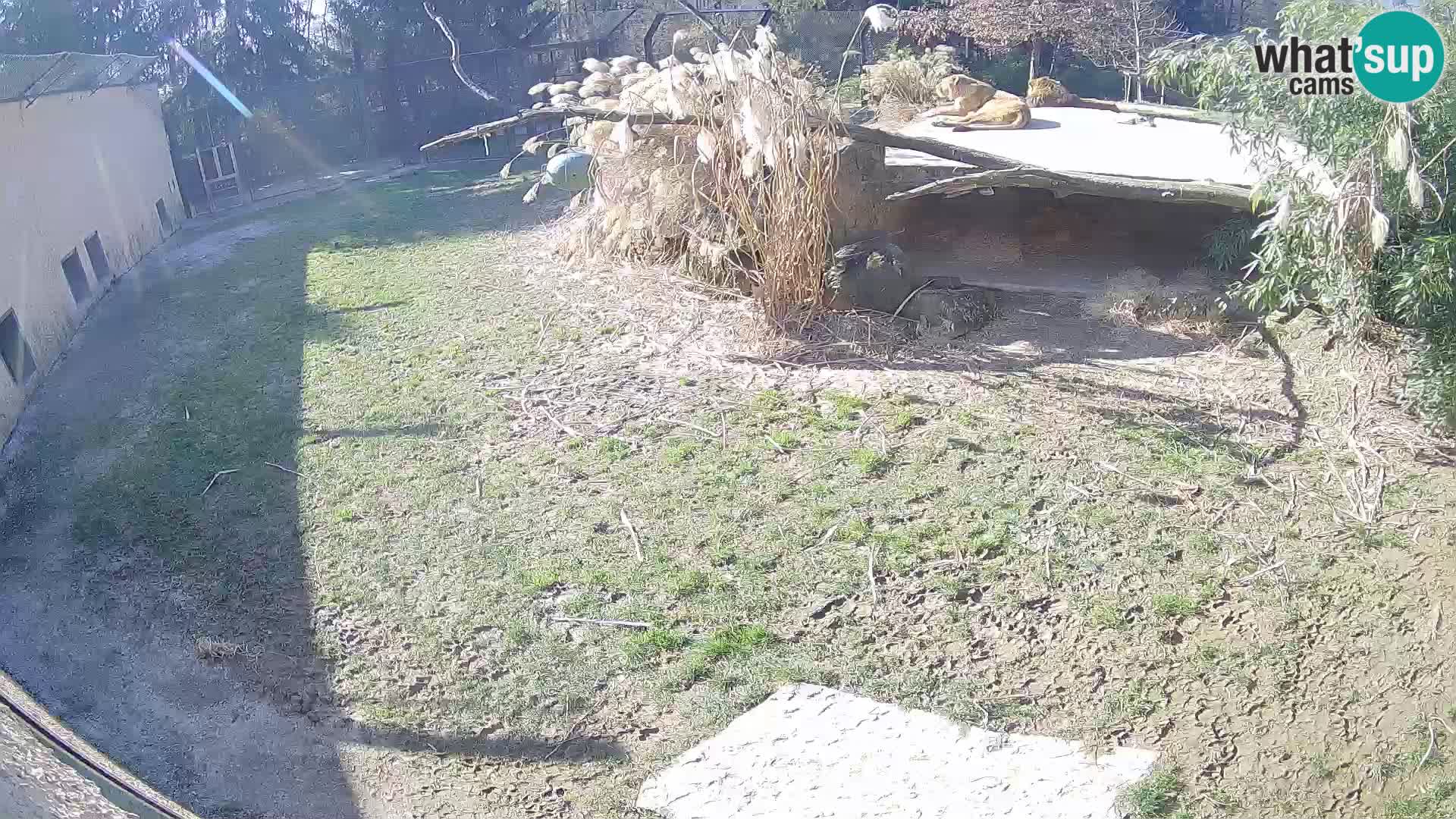 LEONE live Webcam nello zoo di Lubiana – Slovenia
