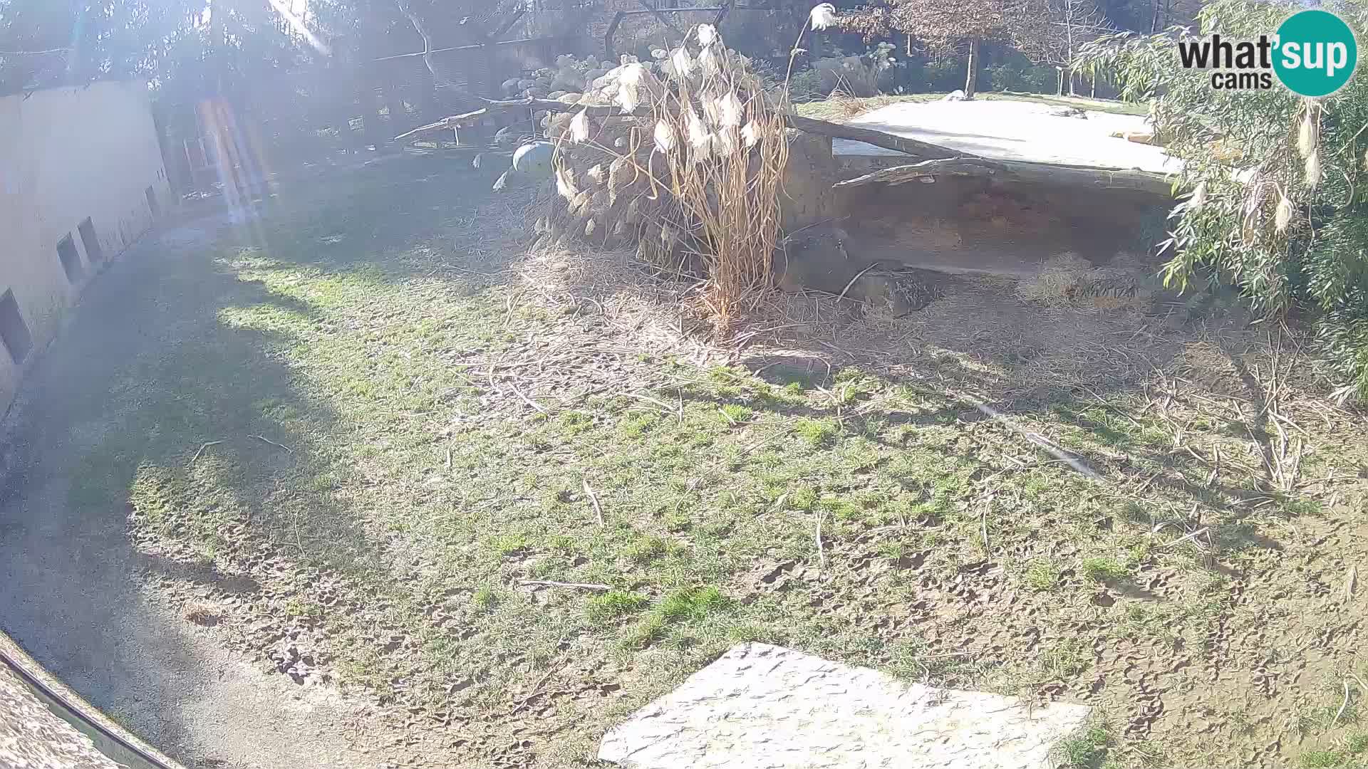 LEVI spletna kamera v živalskem vrtu Ljubljana Zoo