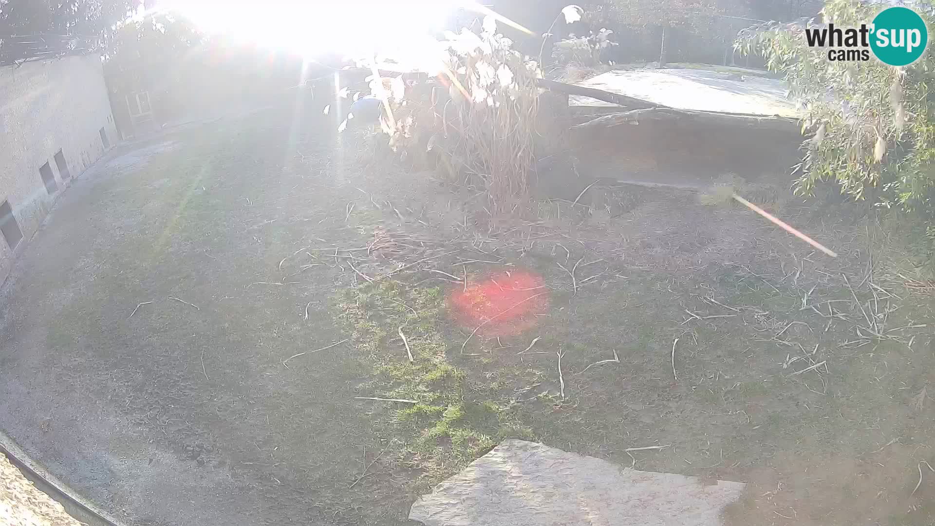 LEON Webcam en vivo en Ljubljana Zoo – Eslovenia