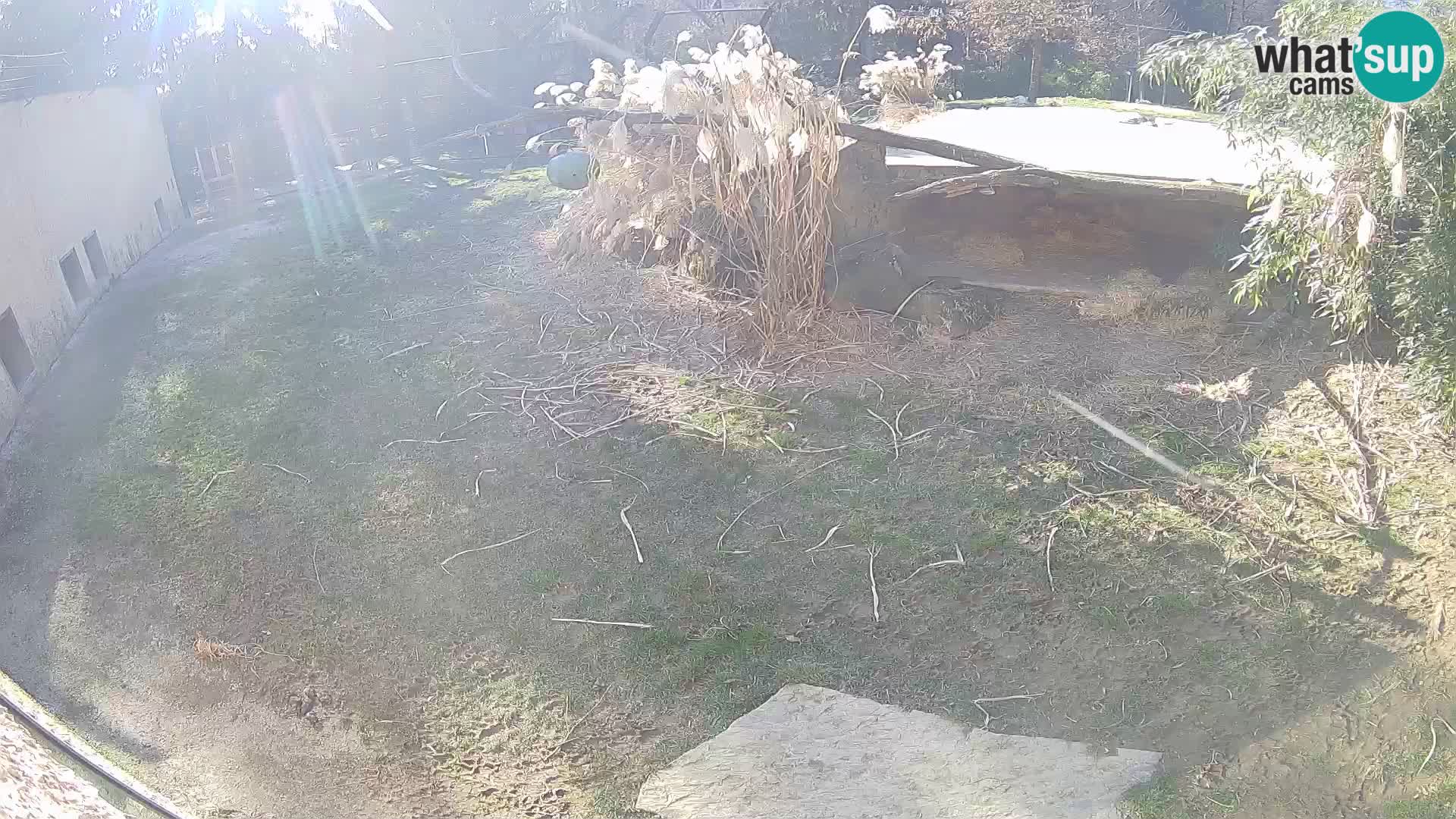 LEON Webcam en vivo en Ljubljana Zoo – Eslovenia