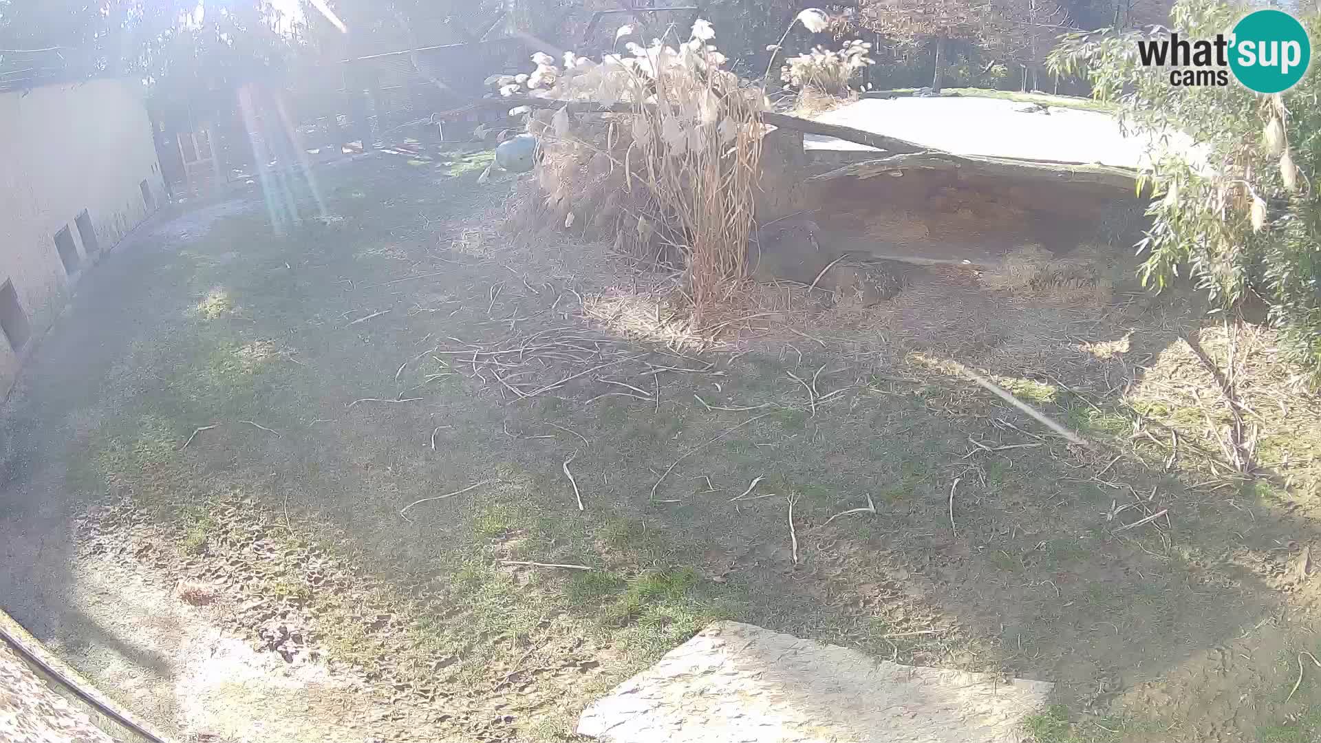 Löwe live Webcam im Zoo von Ljubljana – Slowenien