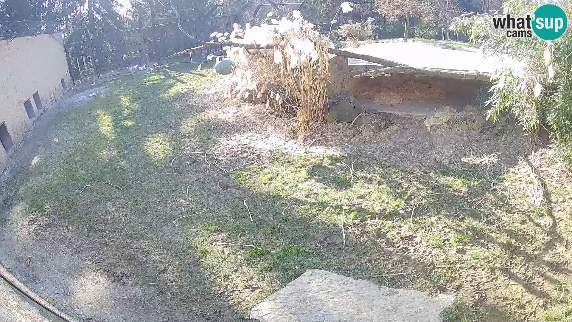 LION live Webcam in Ljubljana Zoo – Slovenia