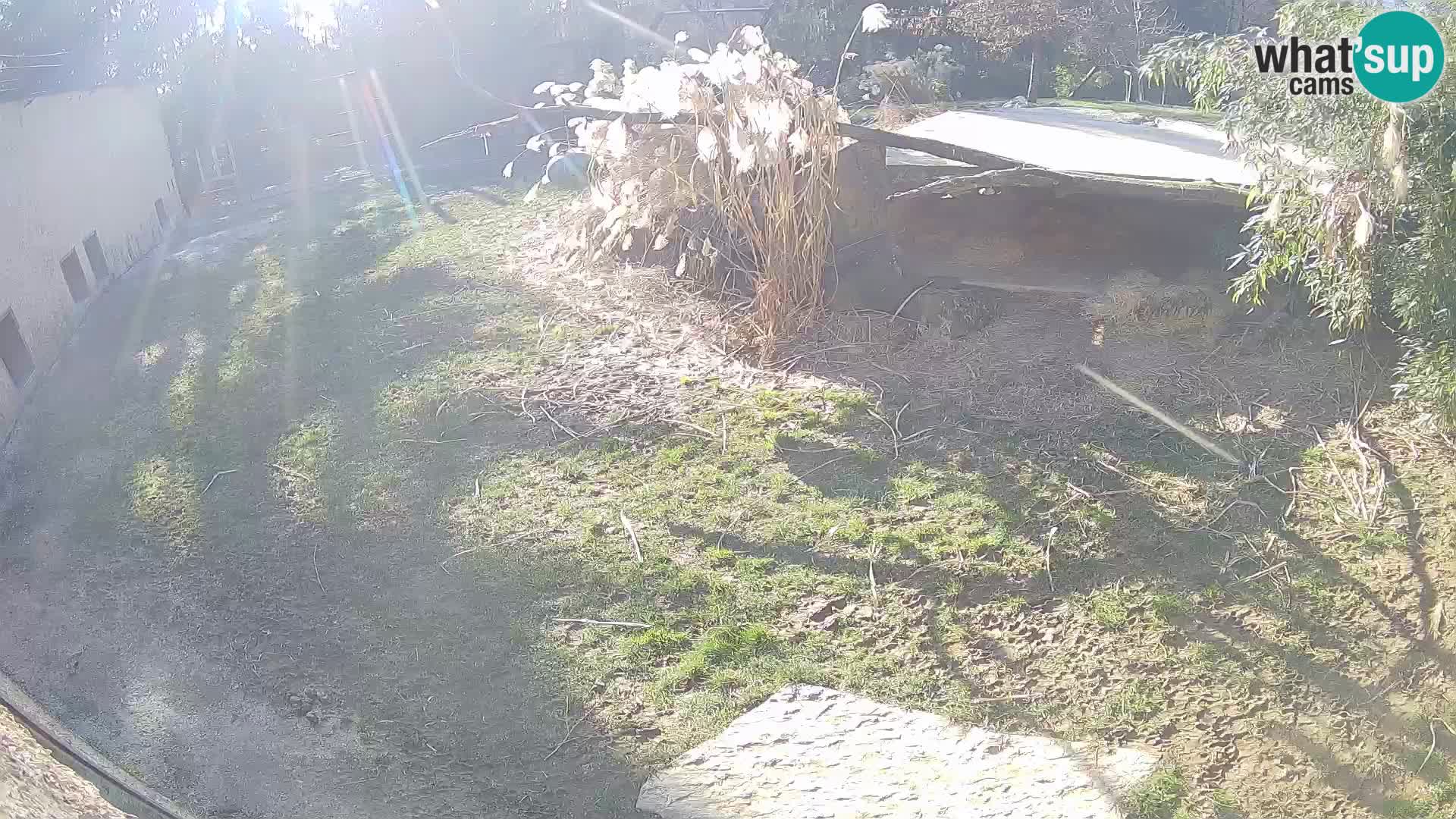 LEONE live Webcam nello zoo di Lubiana – Slovenia