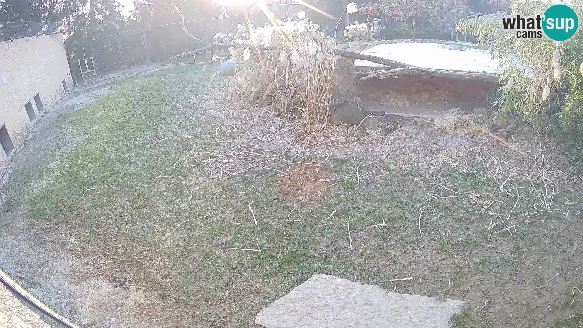 LEON Webcam en vivo en Ljubljana Zoo – Eslovenia