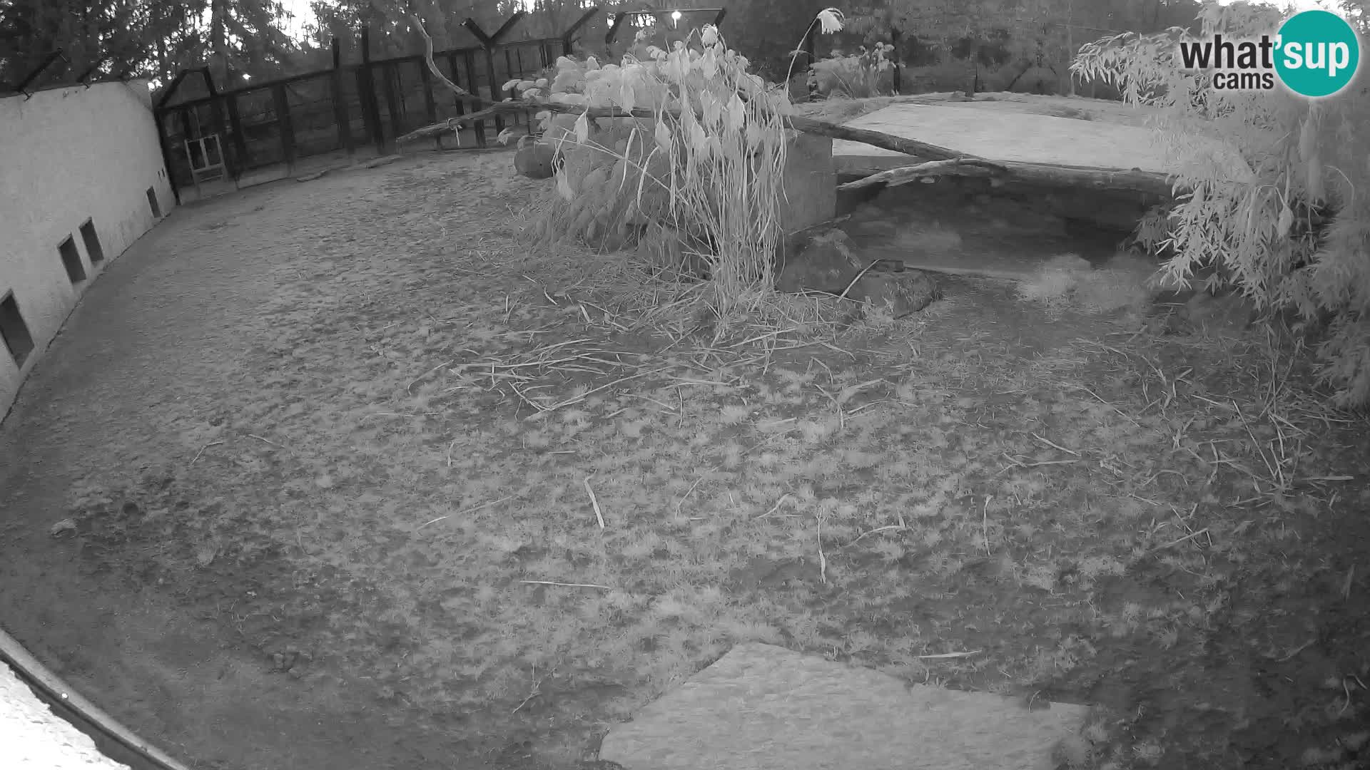 LION live Webcam in Ljubljana Zoo – Slovenia