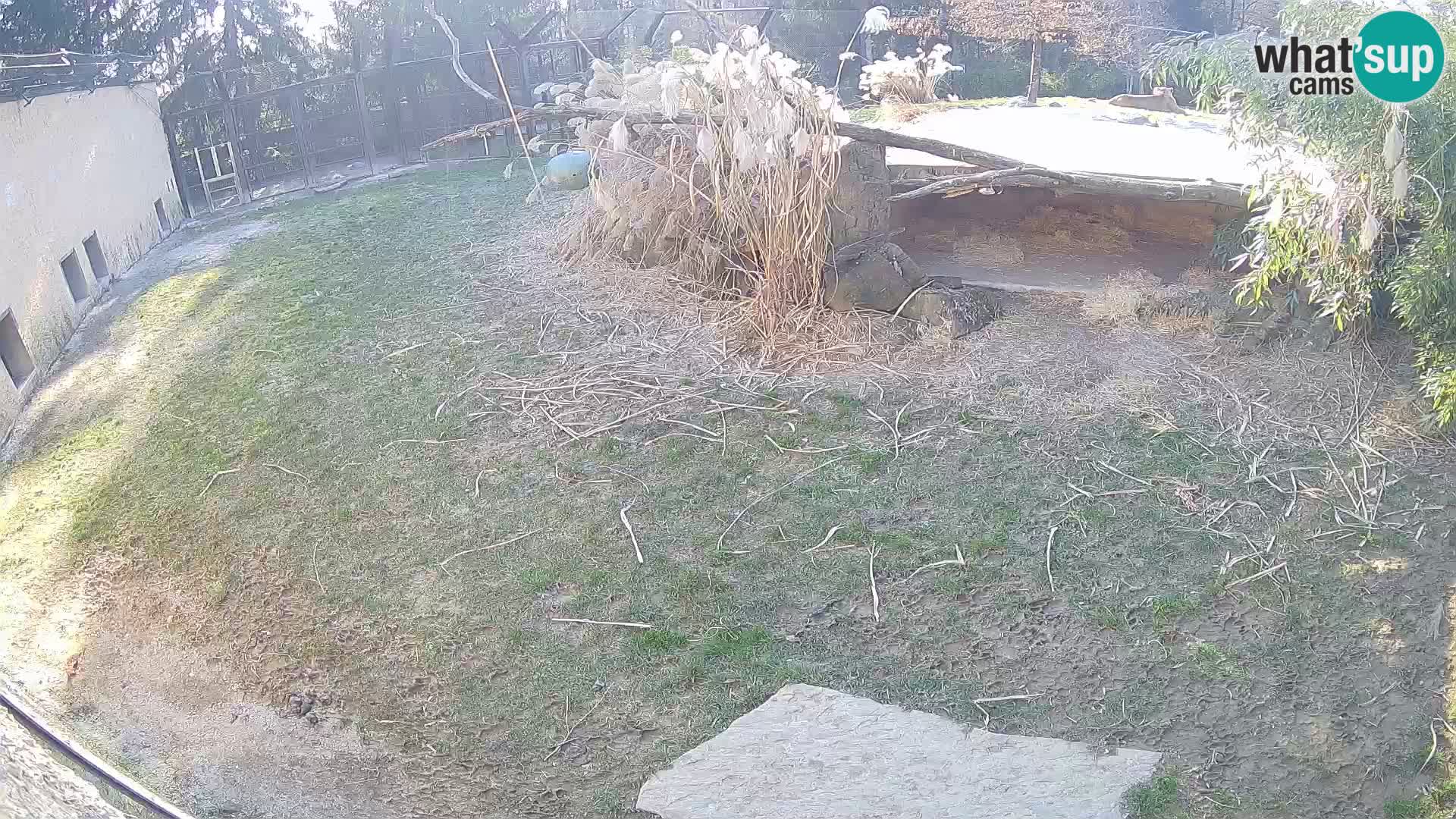 Lavovi web kamera uživo u ljubljanskom zoološkom vrtu – Slovenija