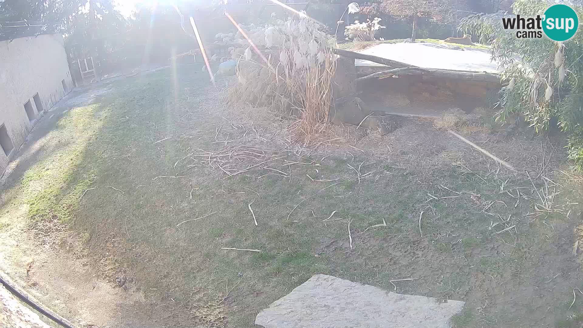 Lavovi web kamera uživo u ljubljanskom zoološkom vrtu – Slovenija