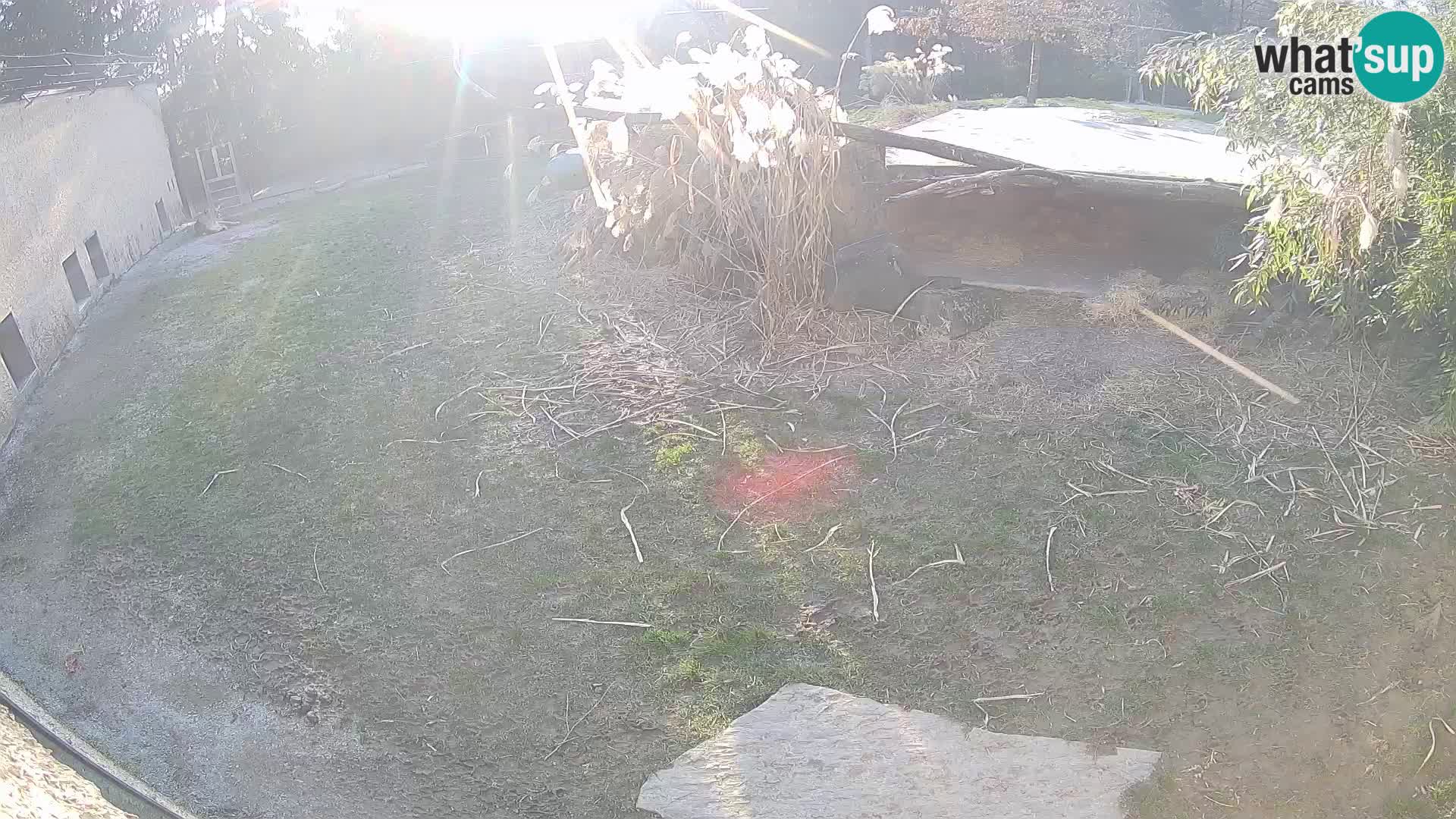 LION webcam en direct du zoo de Ljubljana – Slovénie