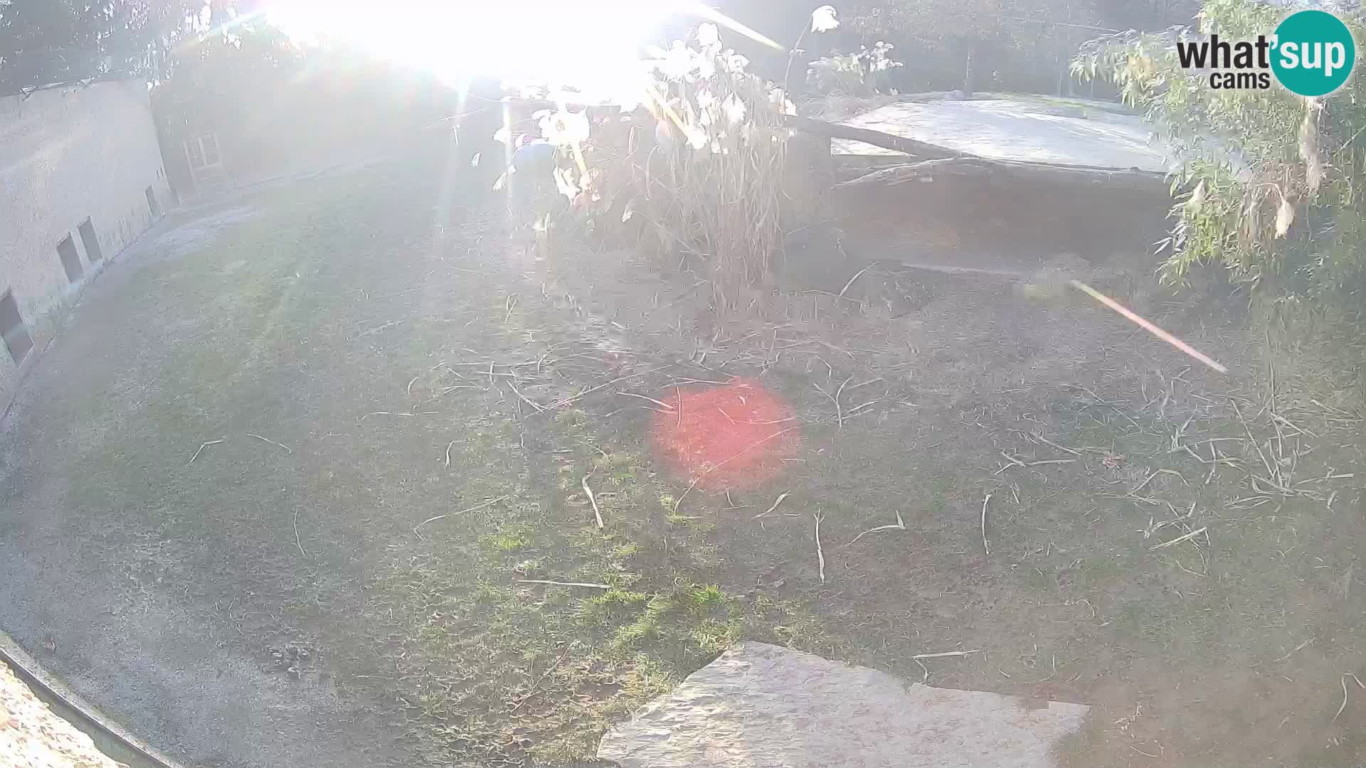 Löwe live Webcam im Zoo von Ljubljana – Slowenien