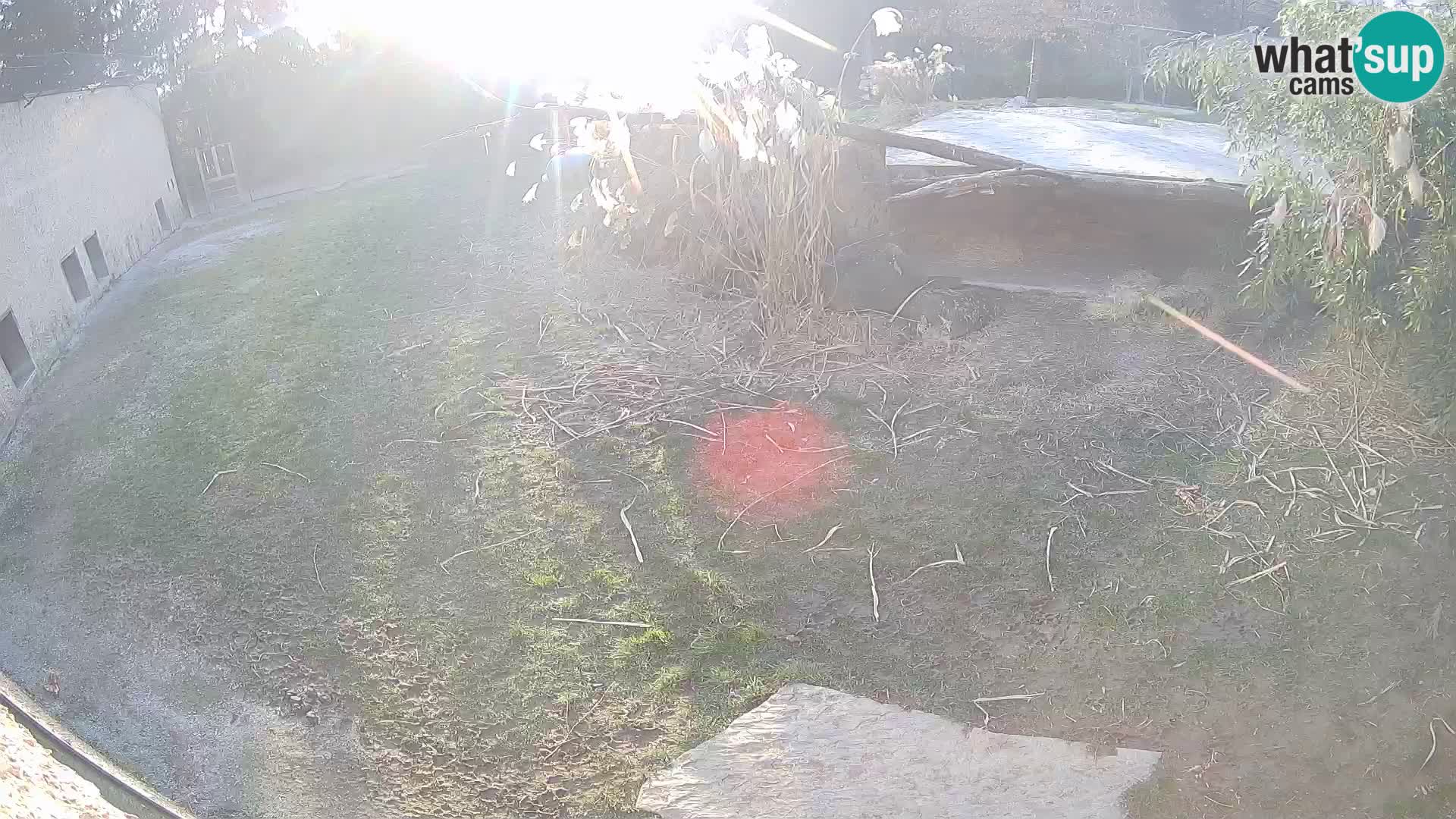 LION live Webcam in Ljubljana Zoo – Slovenia