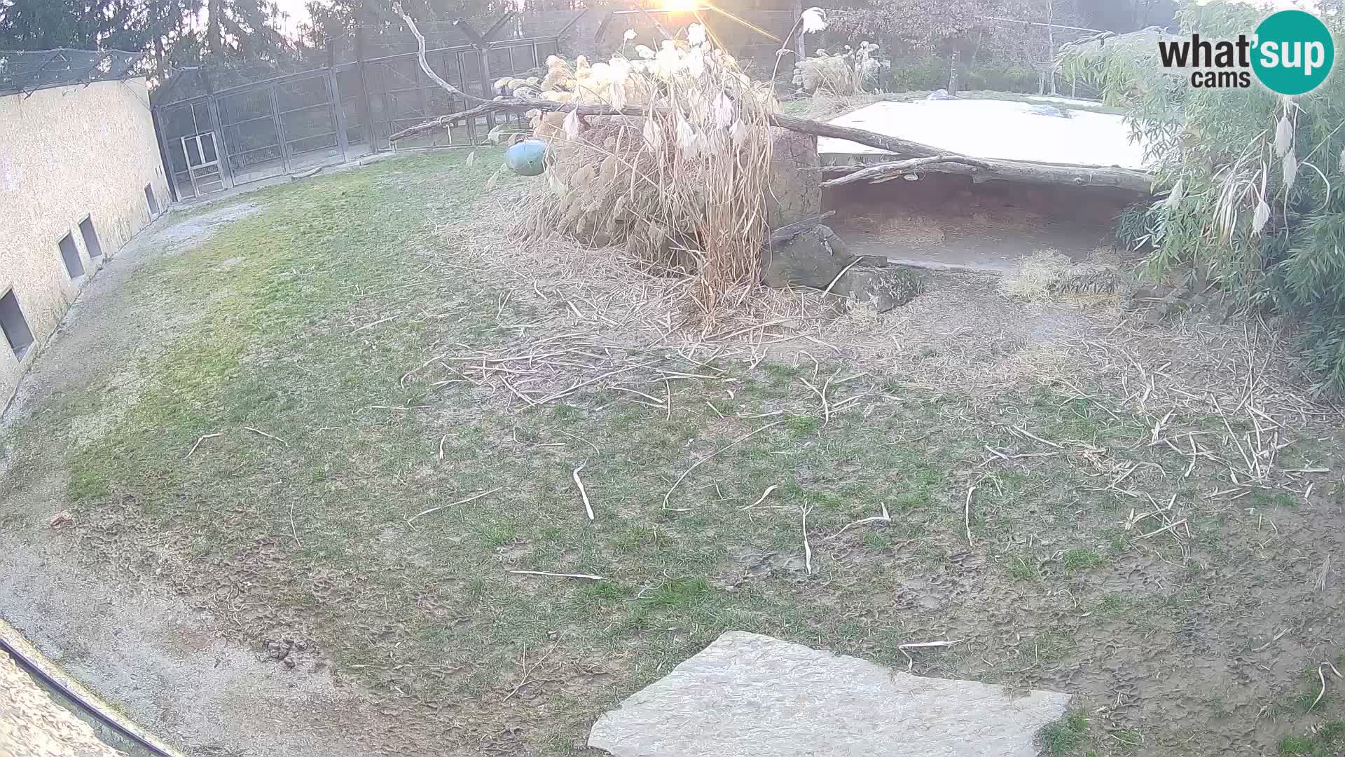 LION webcam en direct du zoo de Ljubljana – Slovénie