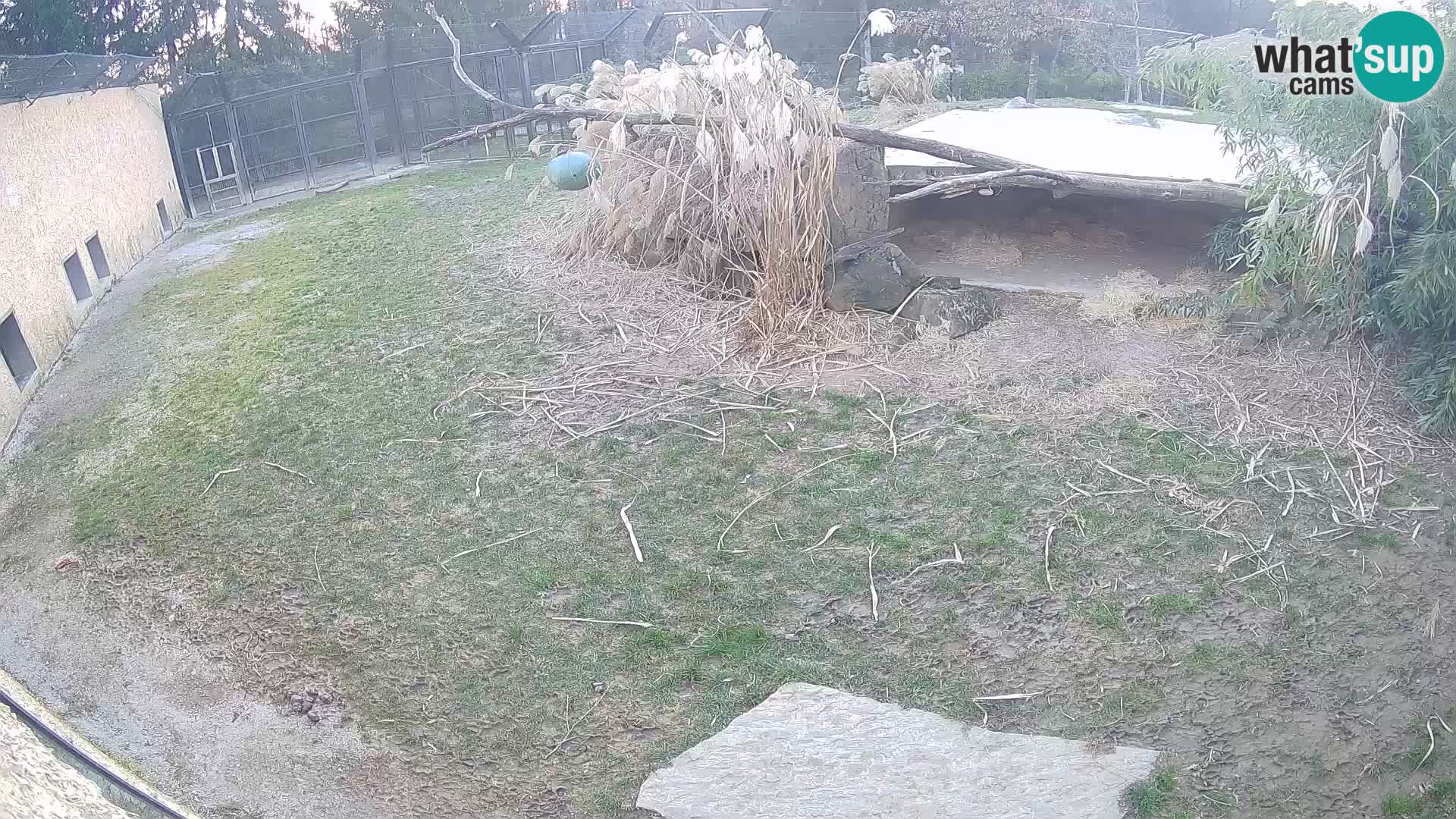 Löwe live Webcam im Zoo von Ljubljana – Slowenien