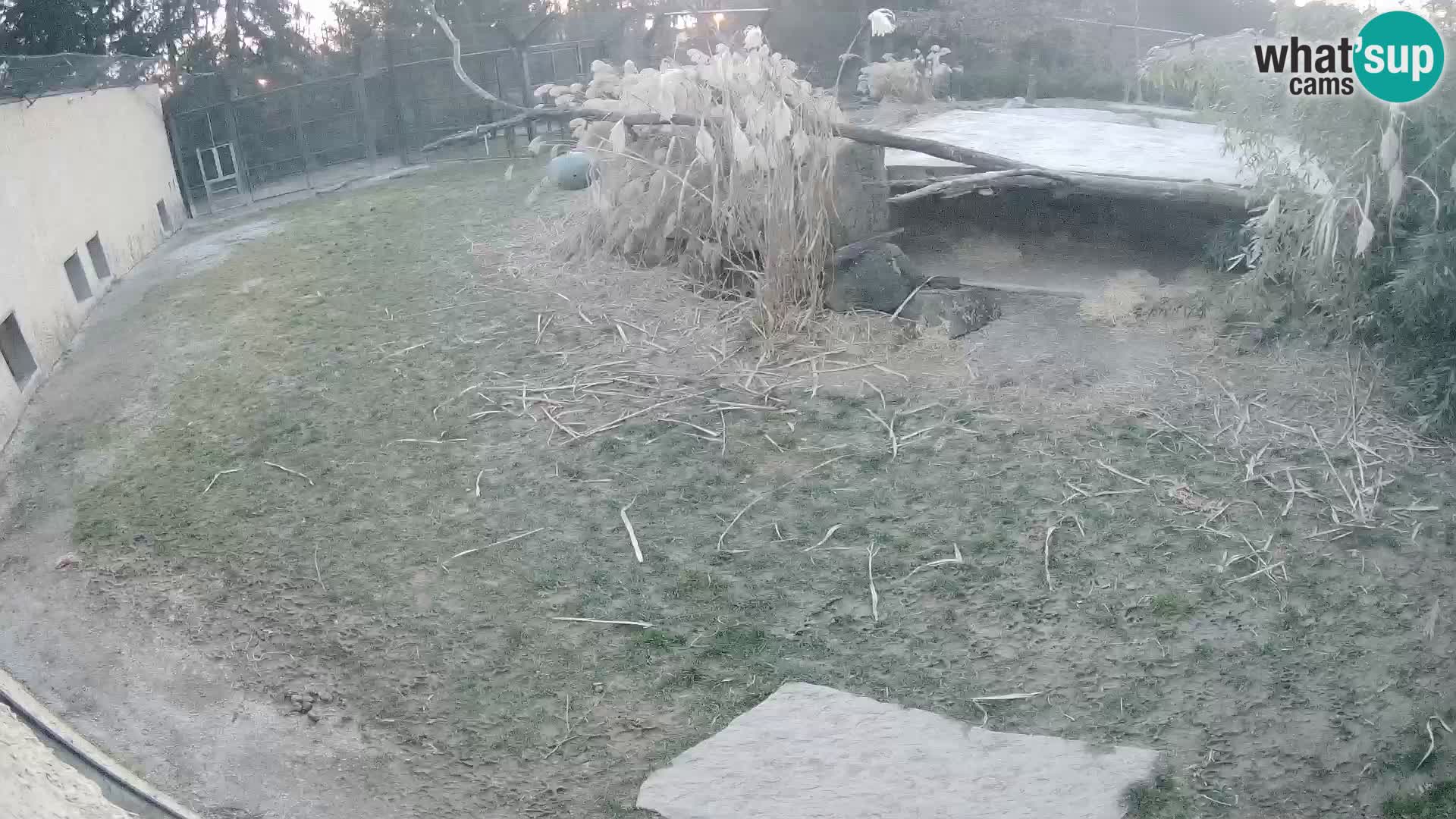 Löwe live Webcam im Zoo von Ljubljana – Slowenien