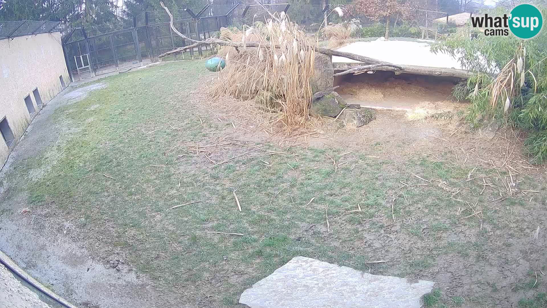 LION webcam en direct du zoo de Ljubljana – Slovénie