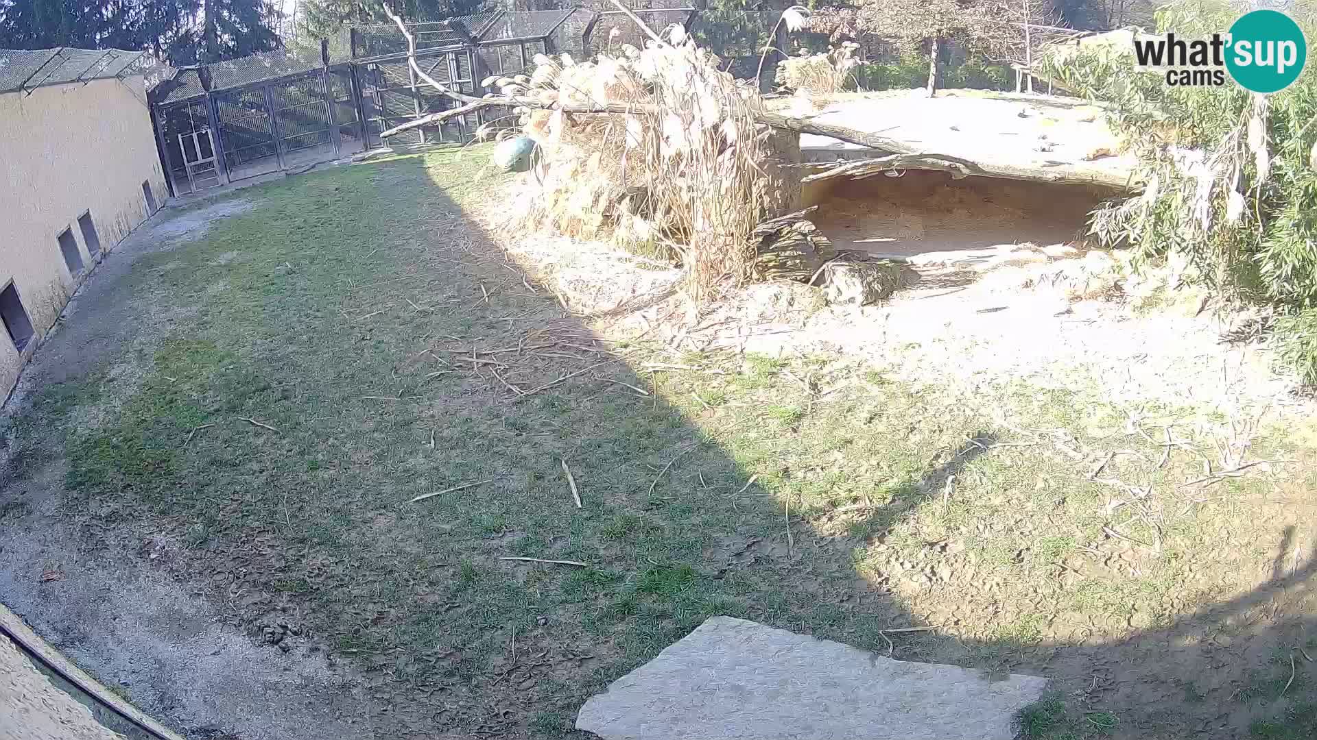 LEVI spletna kamera v živalskem vrtu Ljubljana Zoo