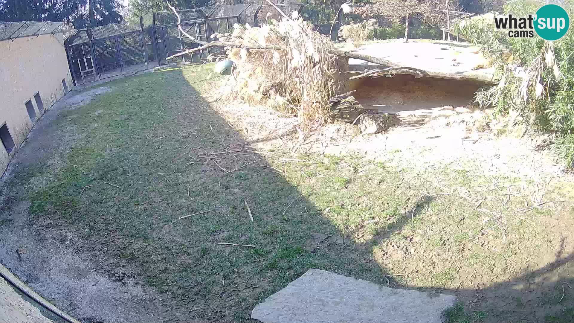 LEON Webcam en vivo en Ljubljana Zoo – Eslovenia