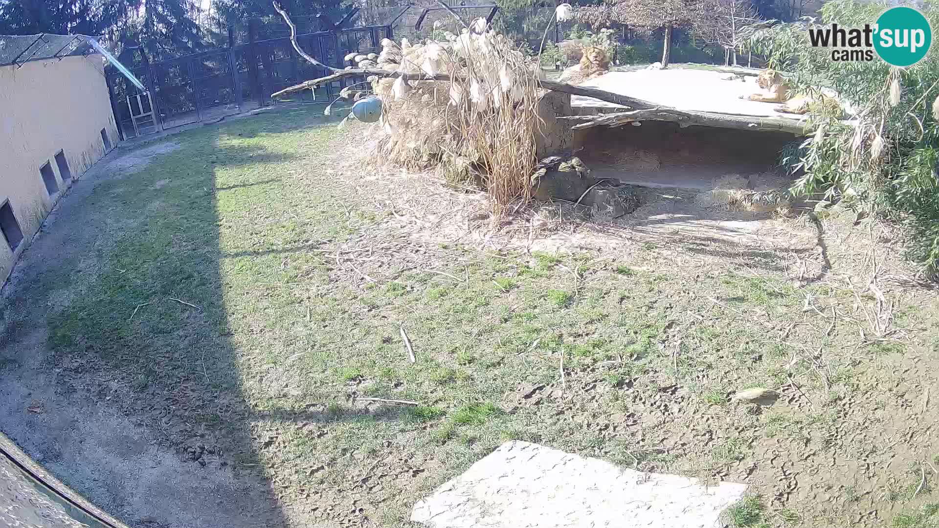 LEON Webcam en vivo en Ljubljana Zoo – Eslovenia