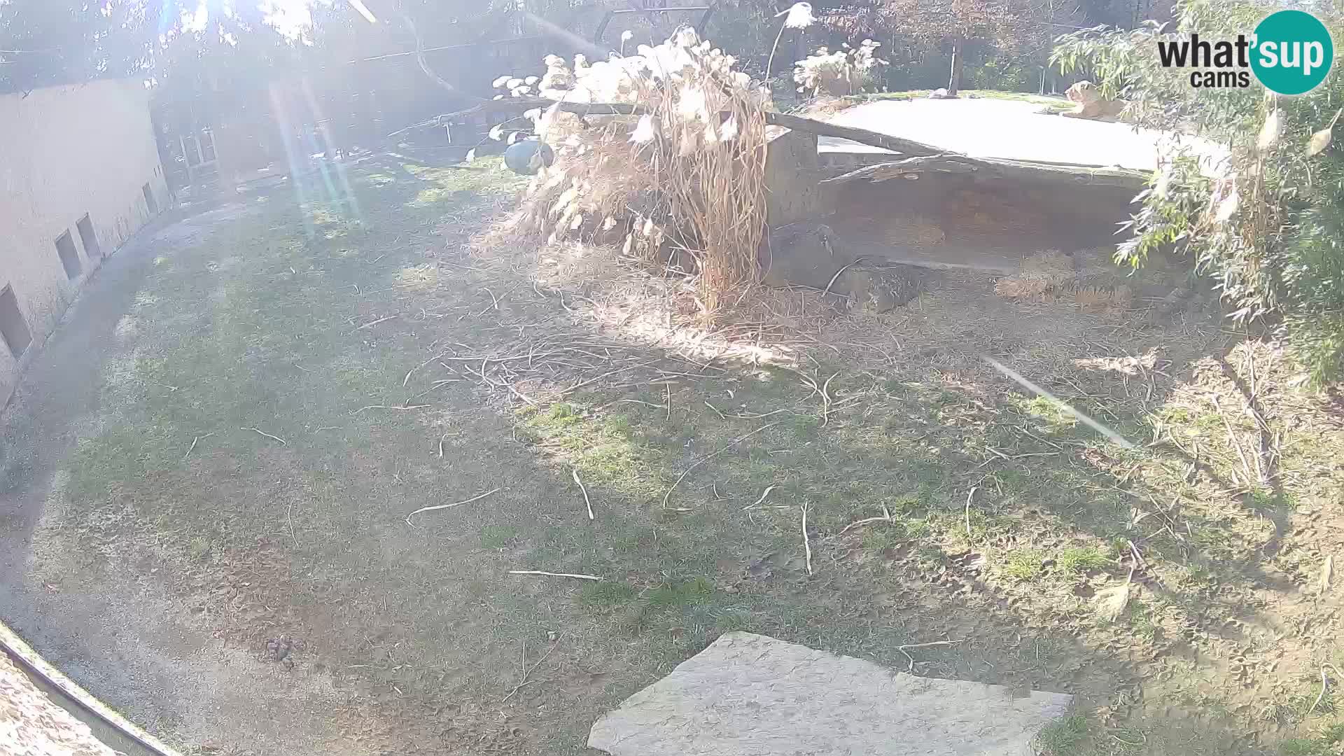 LEON Webcam en vivo en Ljubljana Zoo – Eslovenia