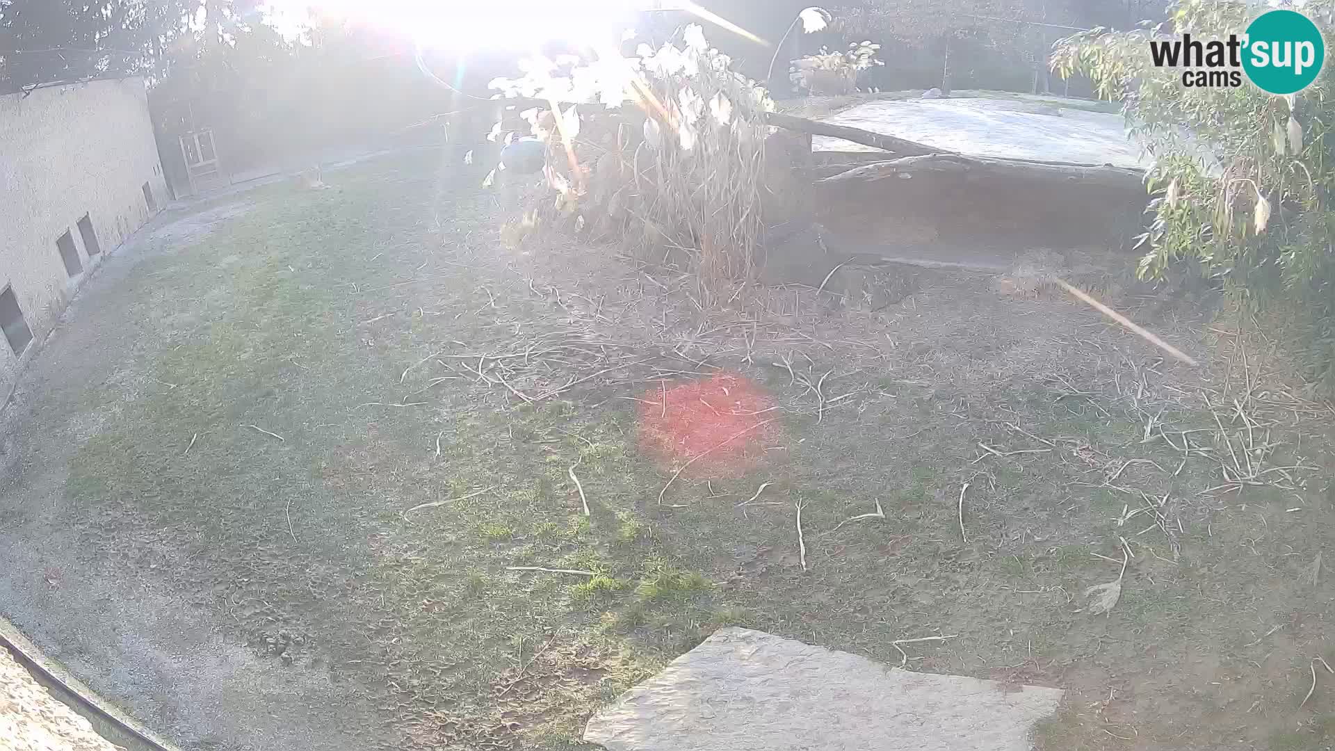 LION live Webcam in Ljubljana Zoo – Slovenia