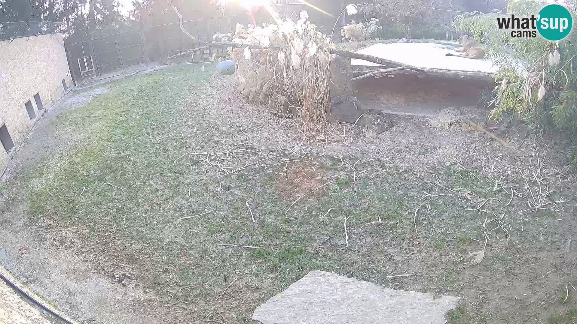 LEONE live Webcam nello zoo di Lubiana – Slovenia