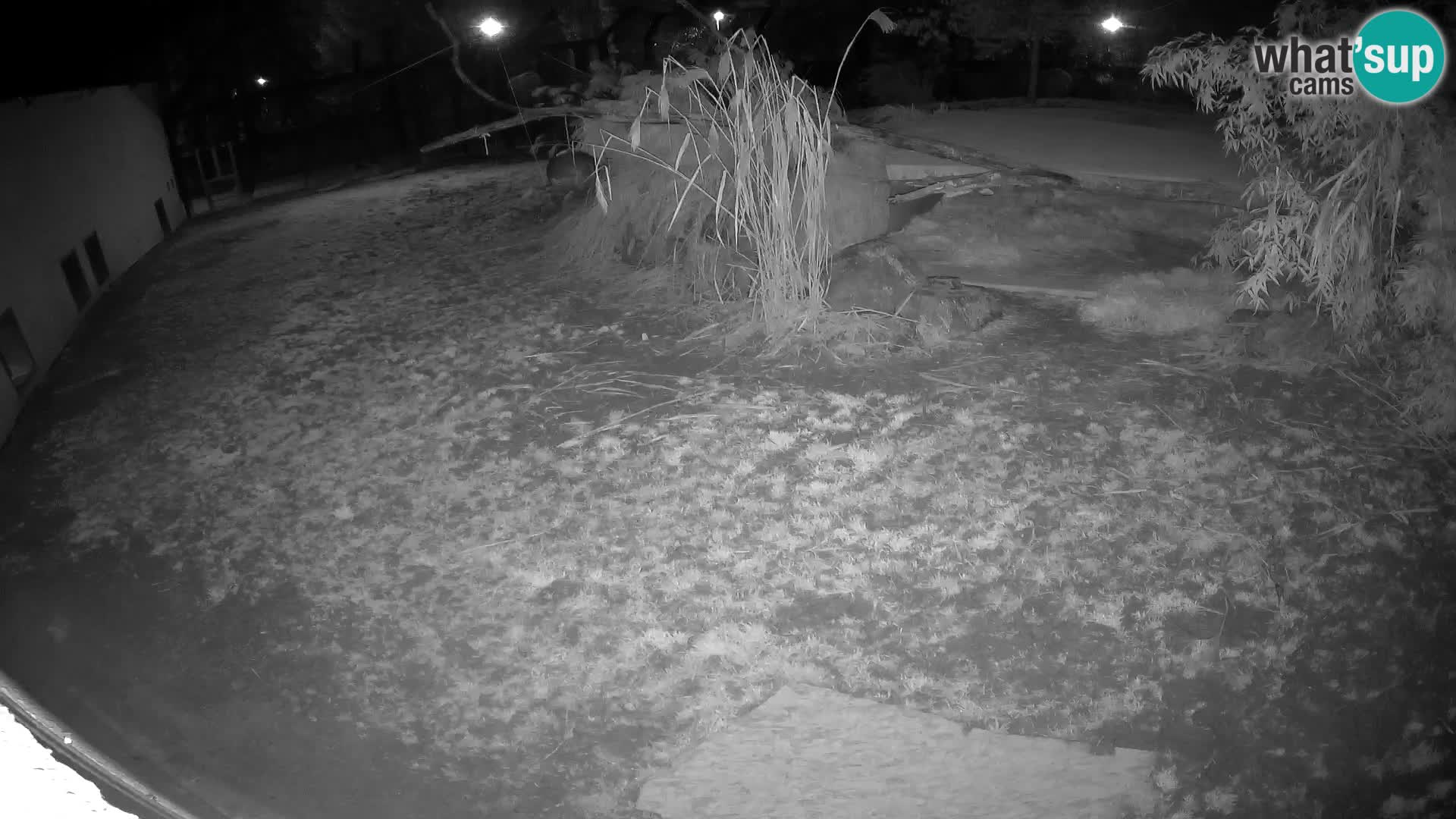 LEVI spletna kamera v živalskem vrtu Ljubljana Zoo