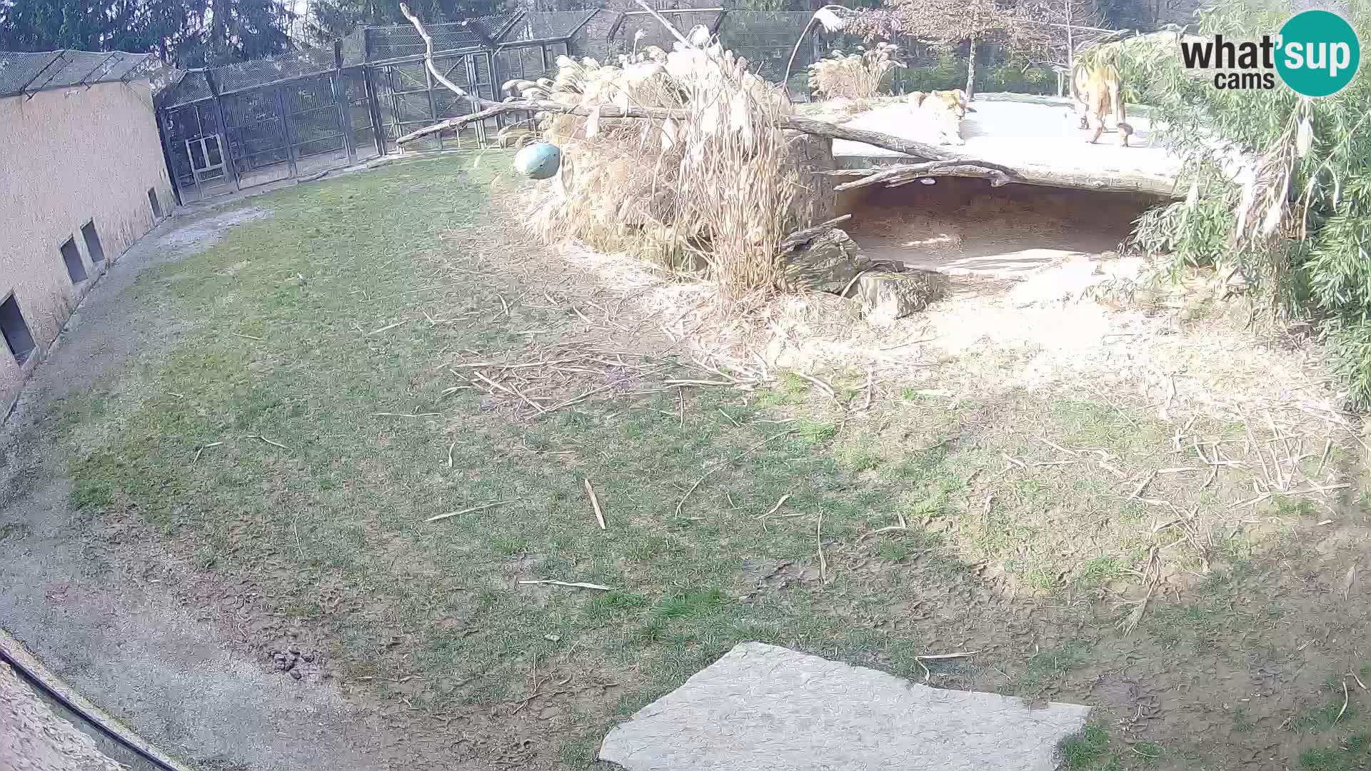 Lavovi web kamera uživo u ljubljanskom zoološkom vrtu – Slovenija