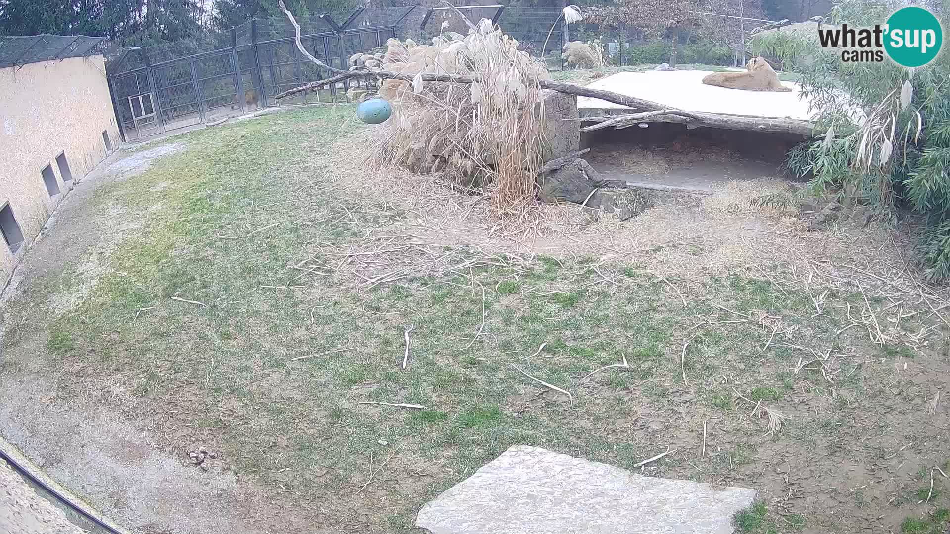 LEONE live Webcam nello zoo di Lubiana – Slovenia