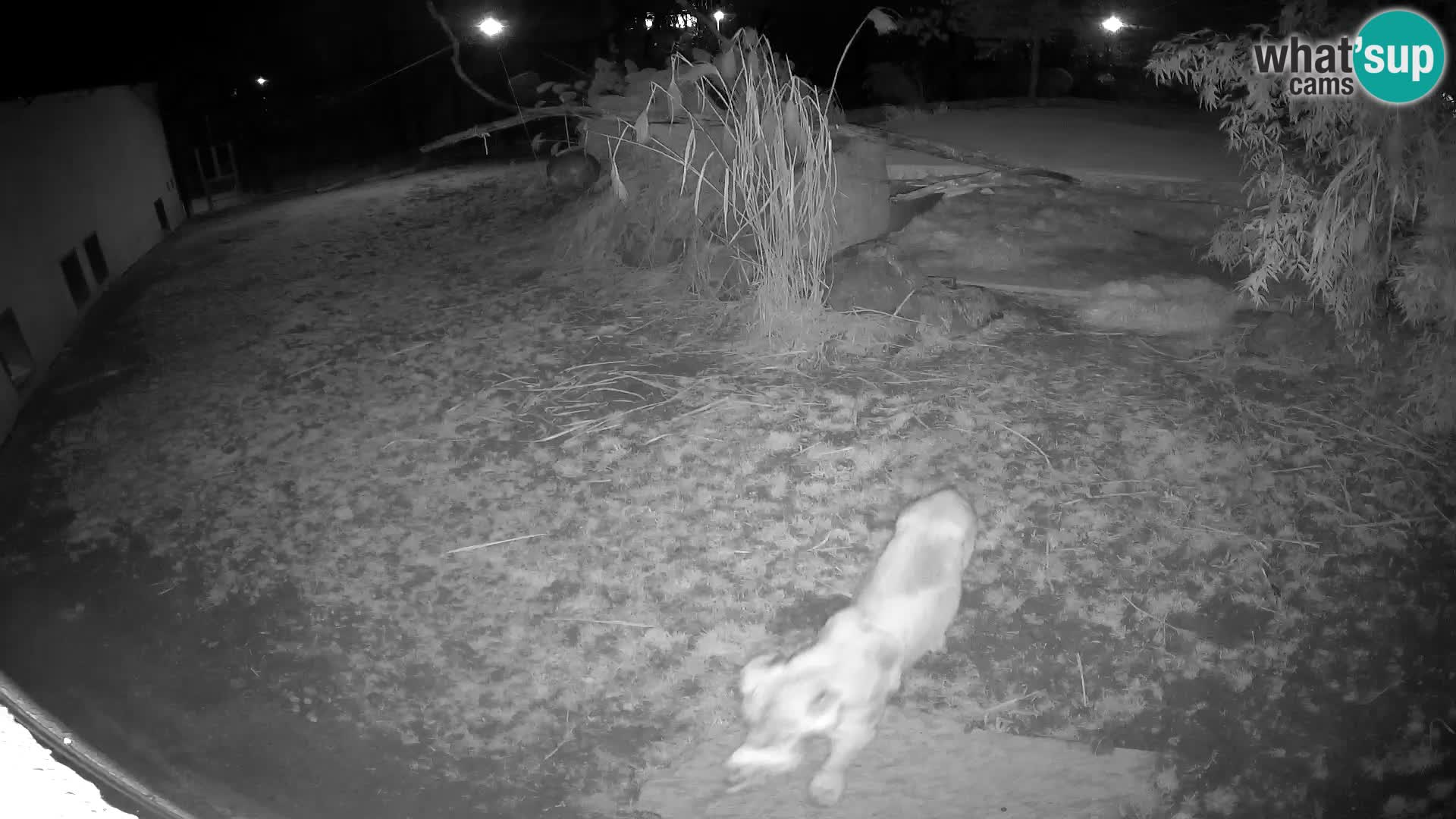 LEONE live Webcam nello zoo di Lubiana – Slovenia