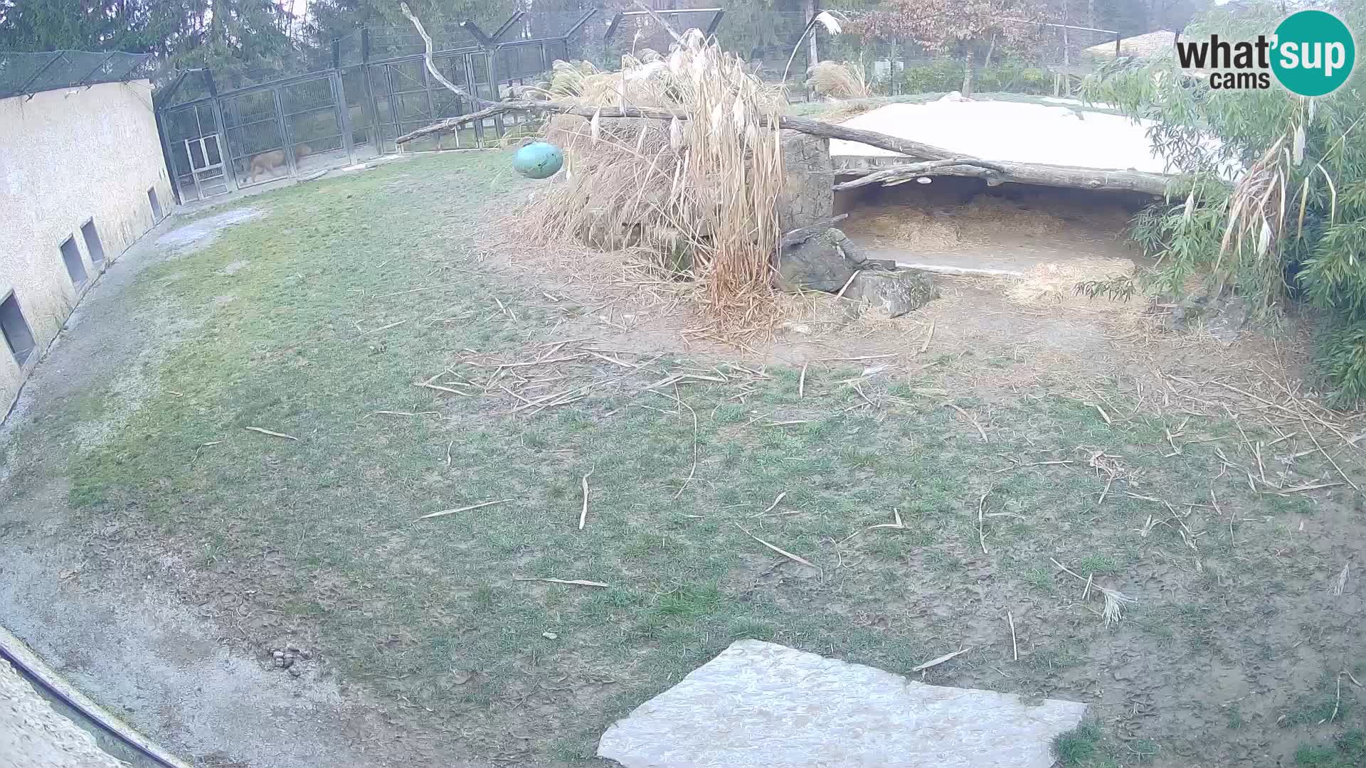 Löwe live Webcam im Zoo von Ljubljana – Slowenien