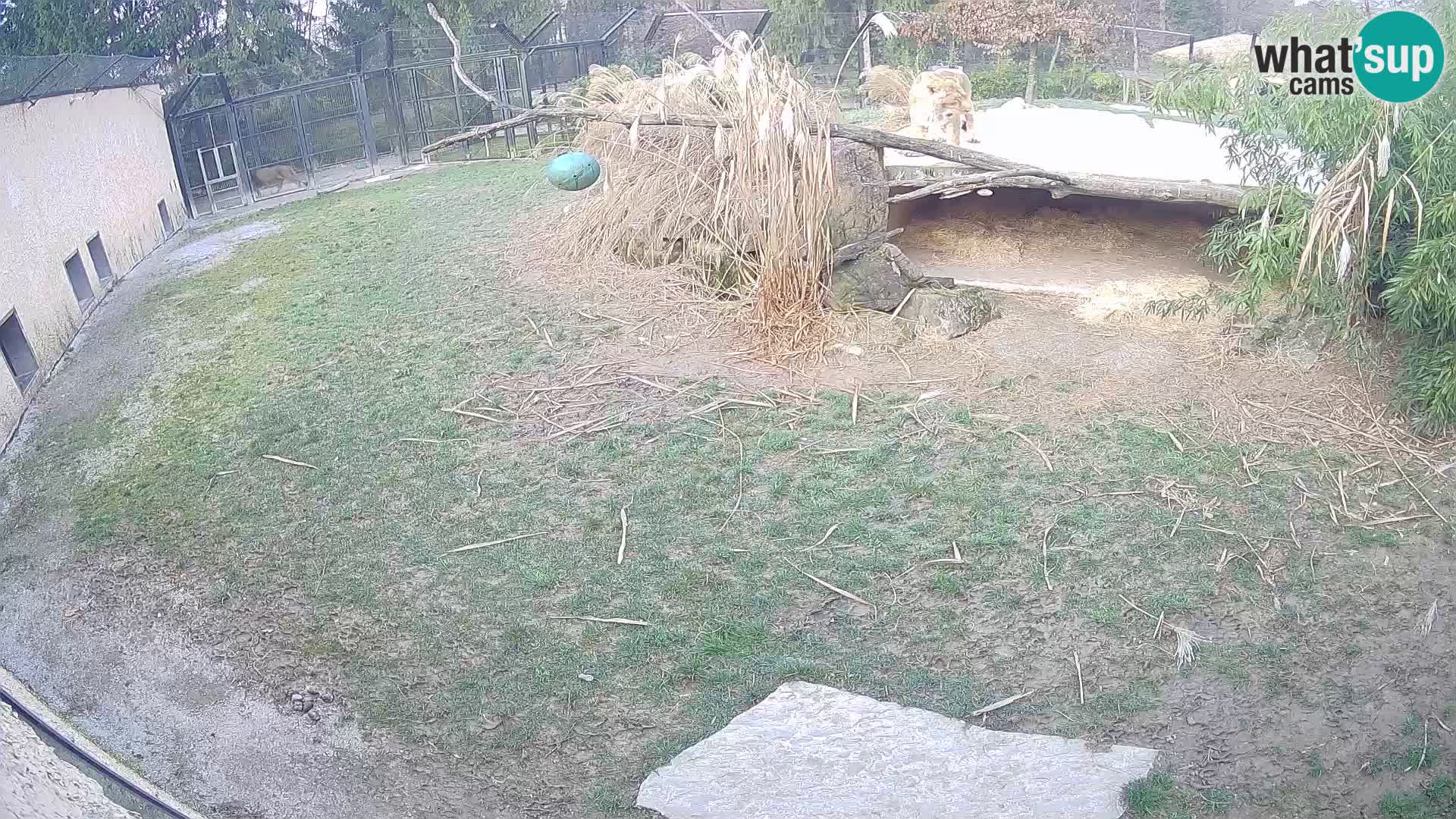 LION live Webcam in Ljubljana Zoo – Slovenia