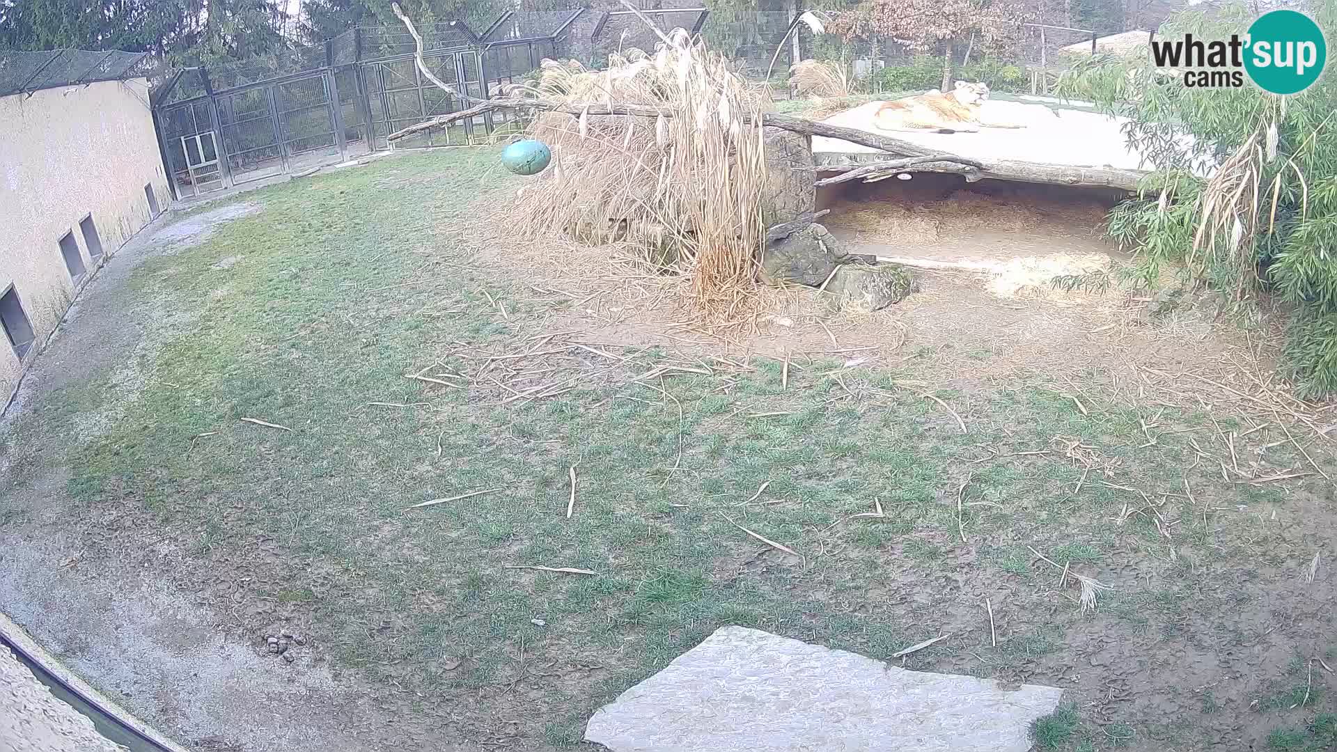 Löwe live Webcam im Zoo von Ljubljana – Slowenien