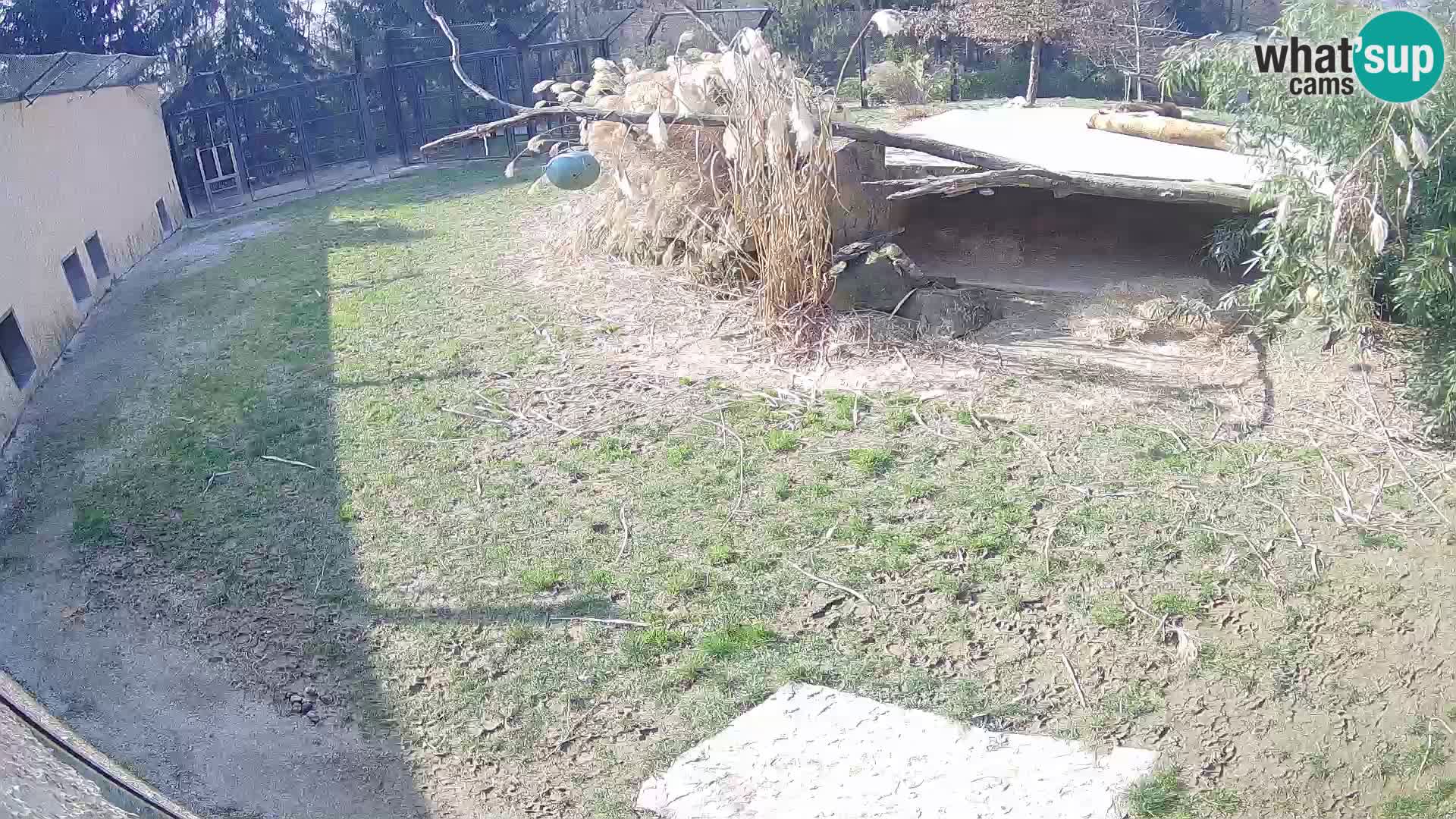 Löwe live Webcam im Zoo von Ljubljana – Slowenien