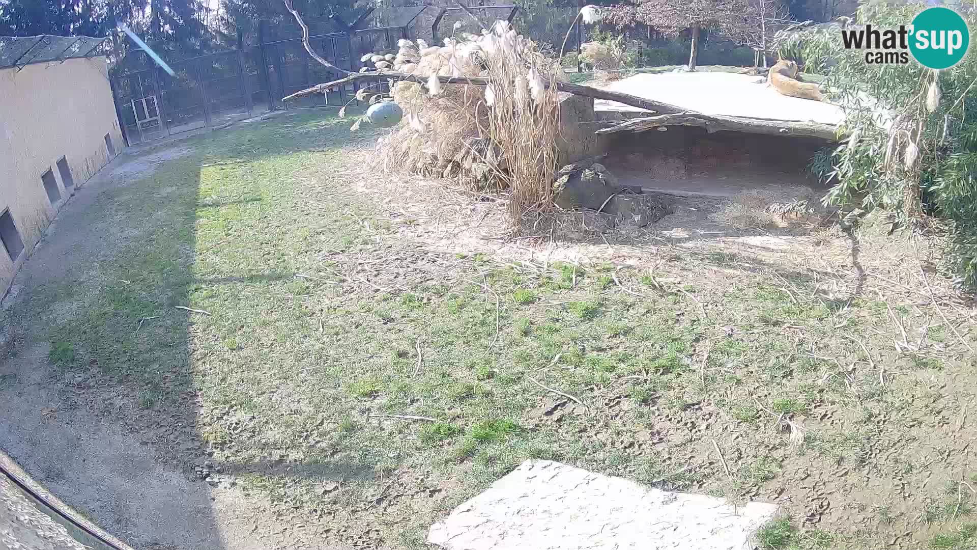 LION webcam en direct du zoo de Ljubljana – Slovénie