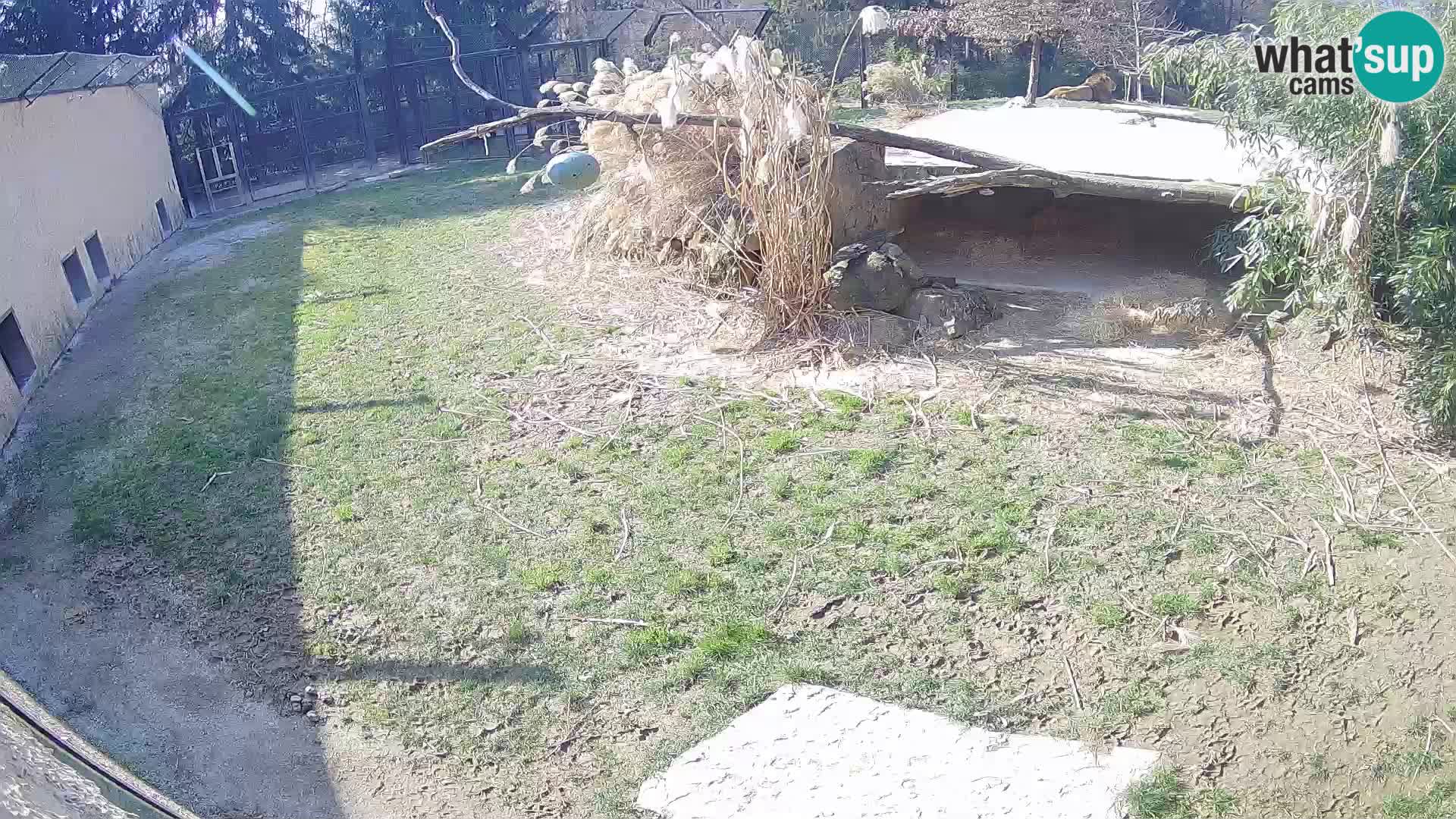 LION live Webcam in Ljubljana Zoo – Slovenia