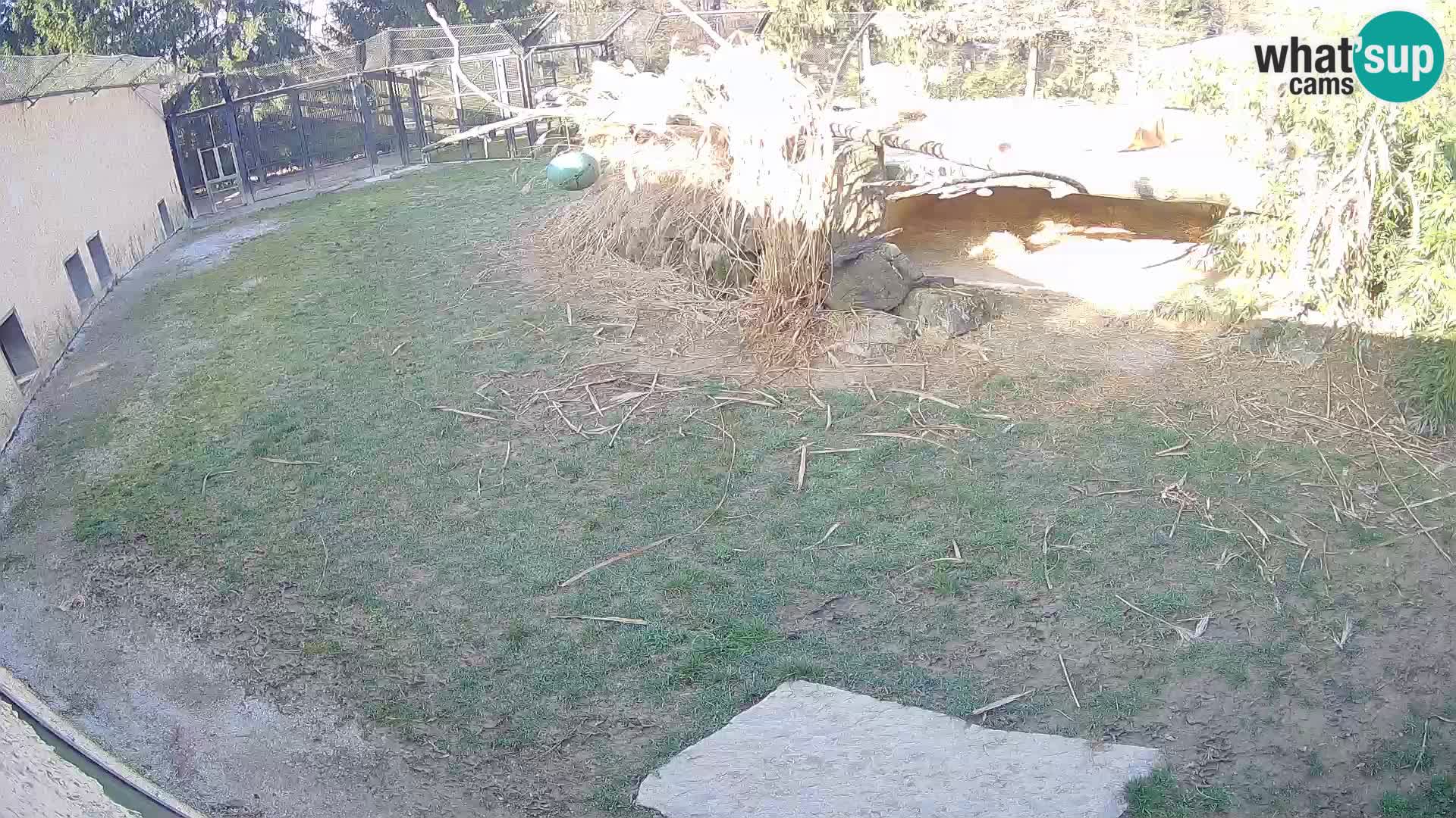 LION live Webcam in Ljubljana Zoo – Slovenia