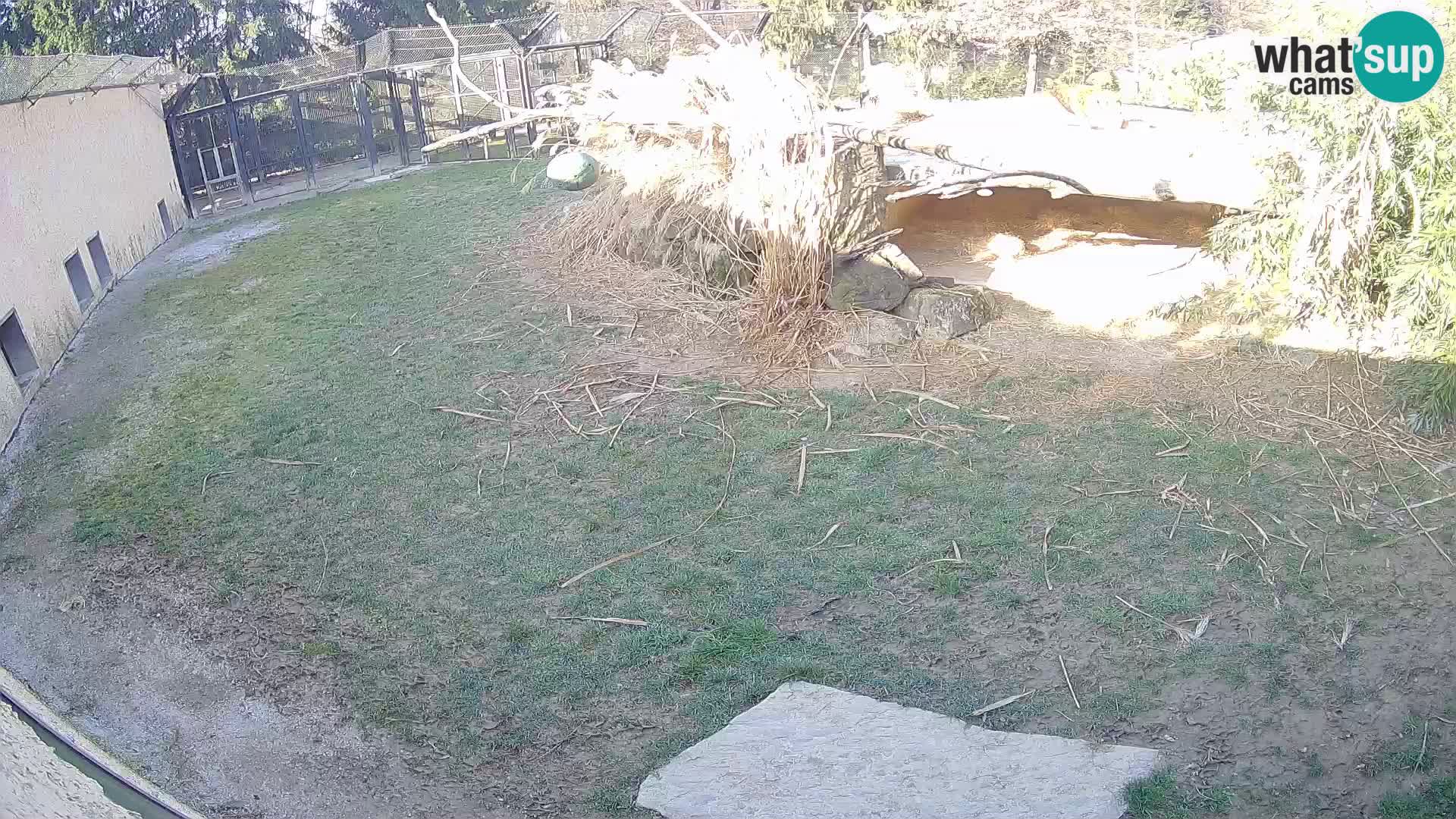 LEVI spletna kamera v živalskem vrtu Ljubljana Zoo