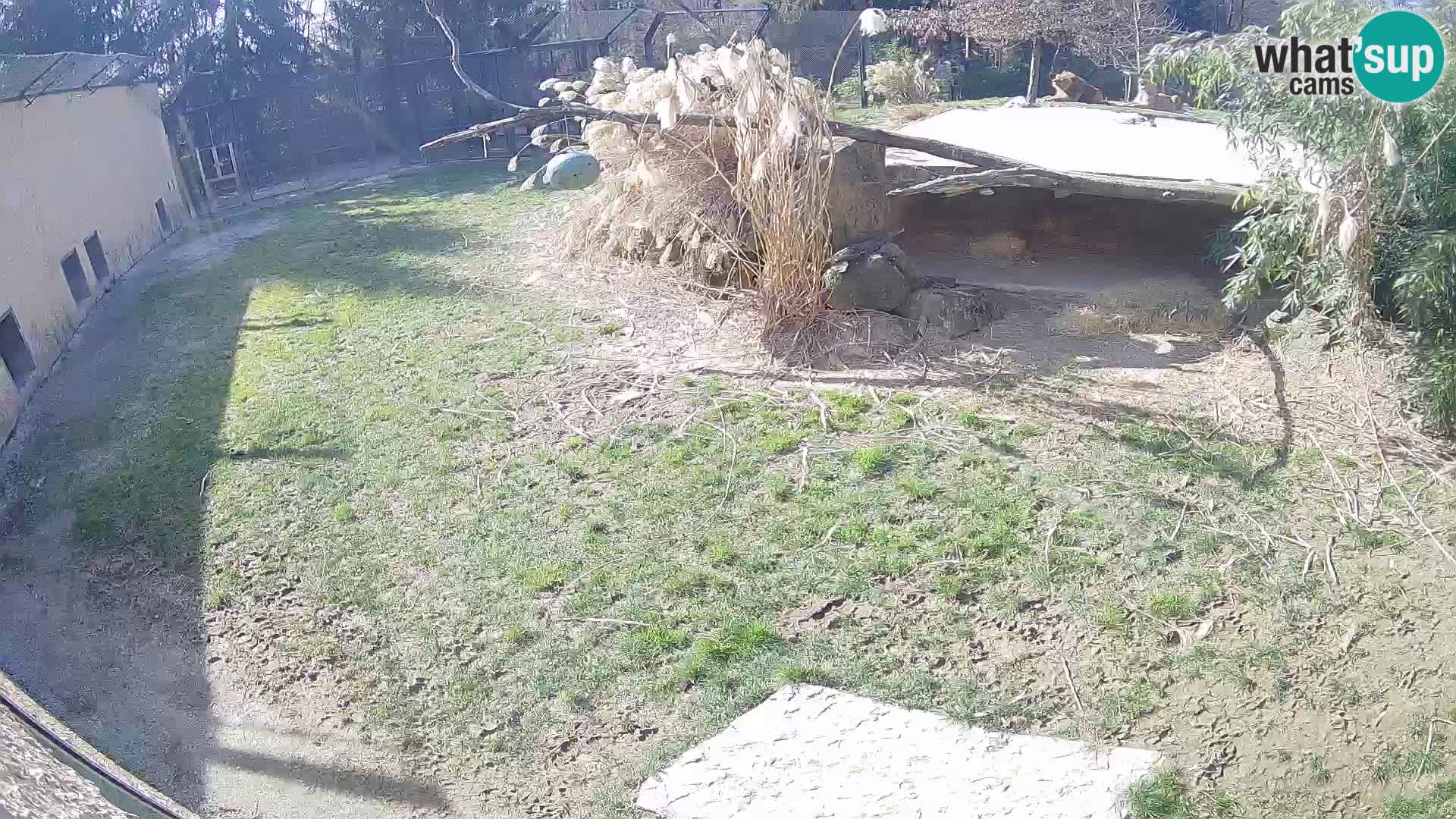 LEVI spletna kamera v živalskem vrtu Ljubljana Zoo