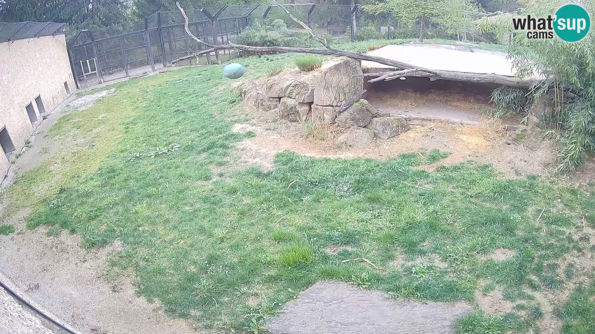 LEVI spletna kamera v živalskem vrtu Ljubljana Zoo