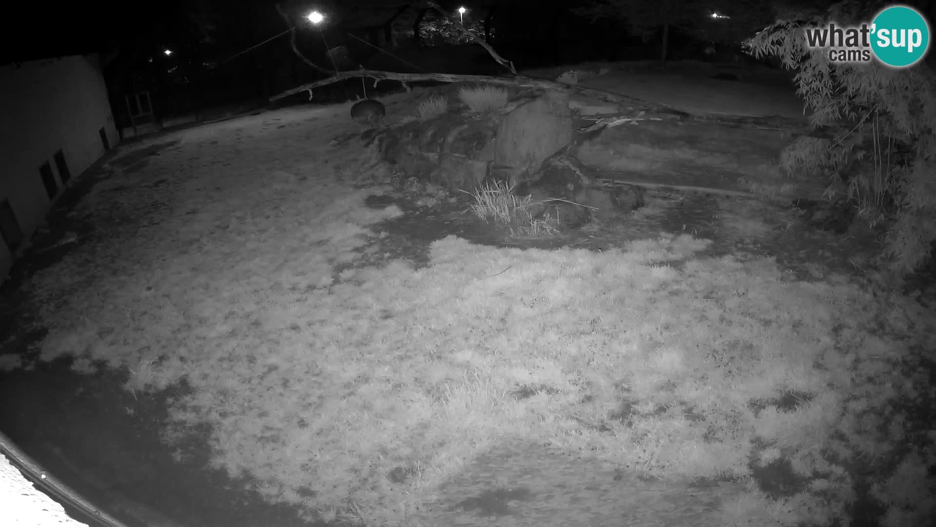 Löwe live Webcam im Zoo von Ljubljana – Slowenien