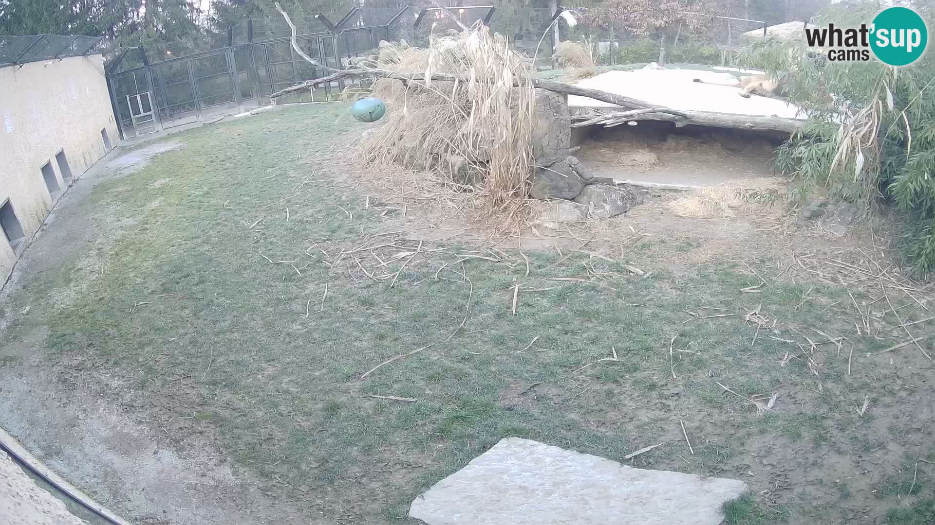 Lavovi web kamera uživo u ljubljanskom zoološkom vrtu – Slovenija