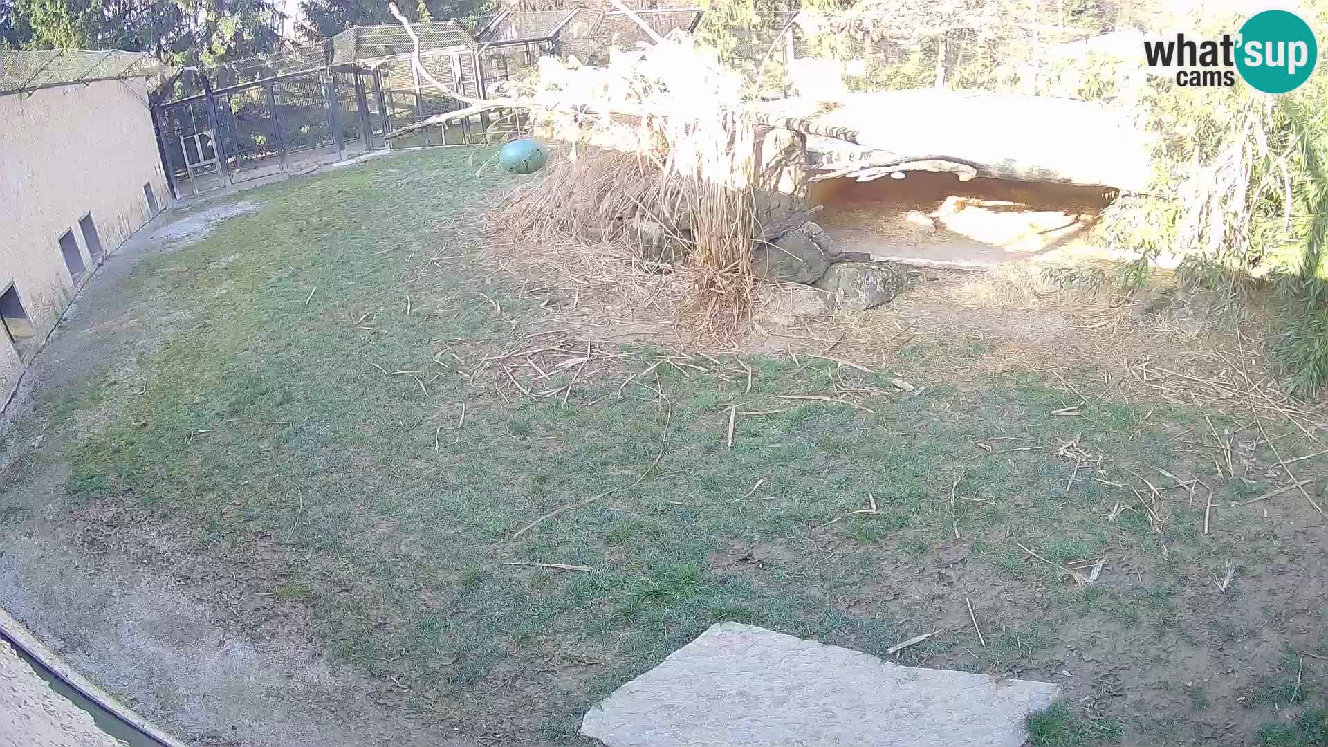 Lavovi web kamera uživo u ljubljanskom zoološkom vrtu – Slovenija