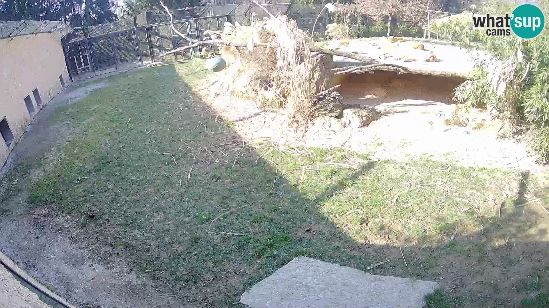 Lavovi web kamera uživo u ljubljanskom zoološkom vrtu – Slovenija