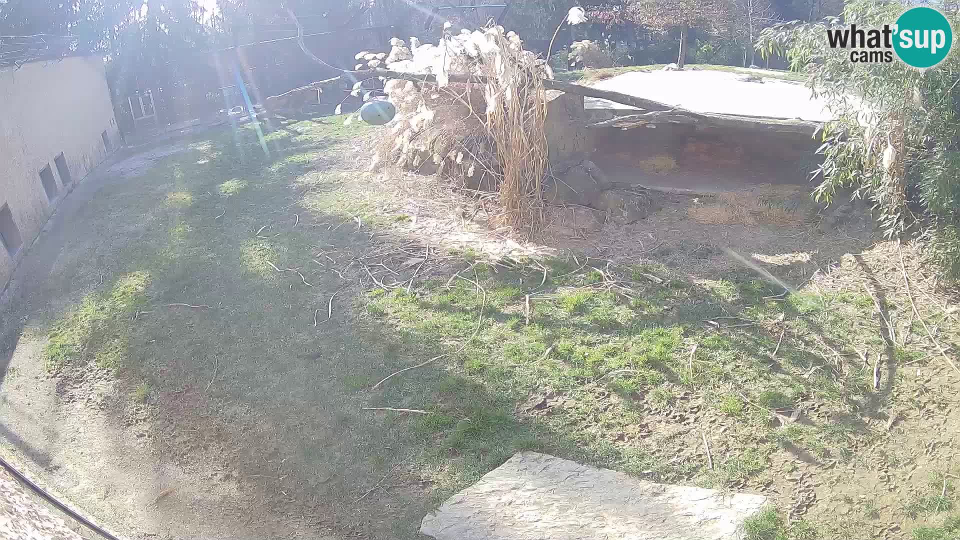 LION live Webcam in Ljubljana Zoo – Slovenia