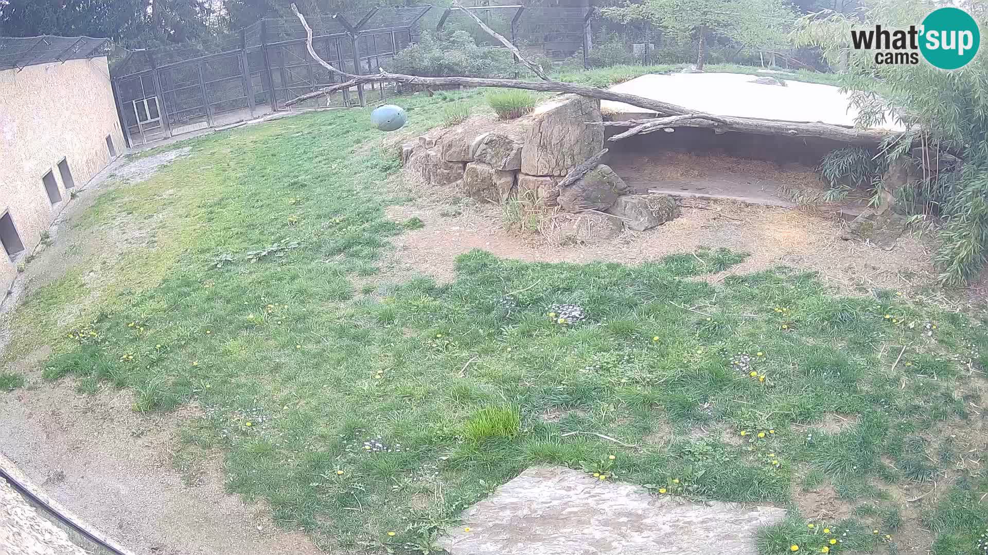 Löwe live Webcam im Zoo von Ljubljana – Slowenien