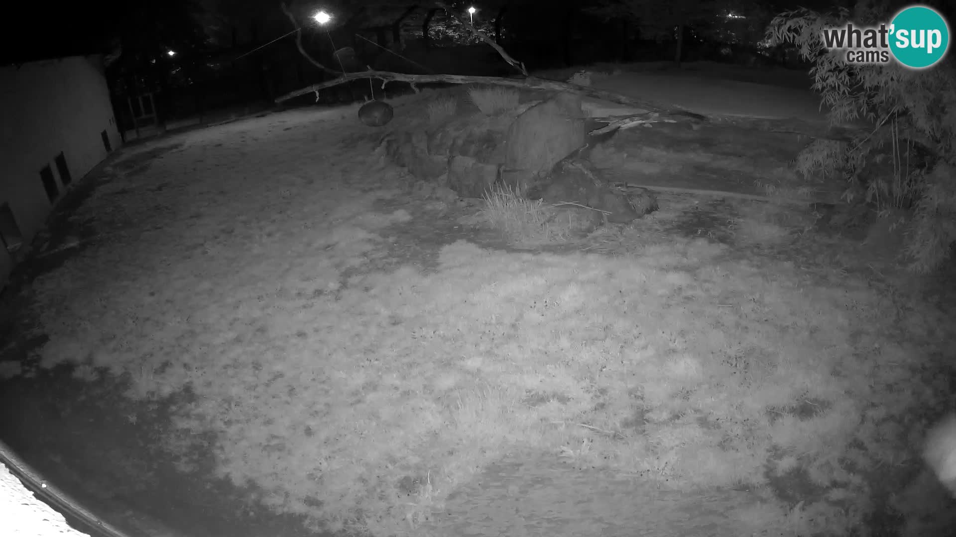 LEVI spletna kamera v živalskem vrtu Ljubljana Zoo