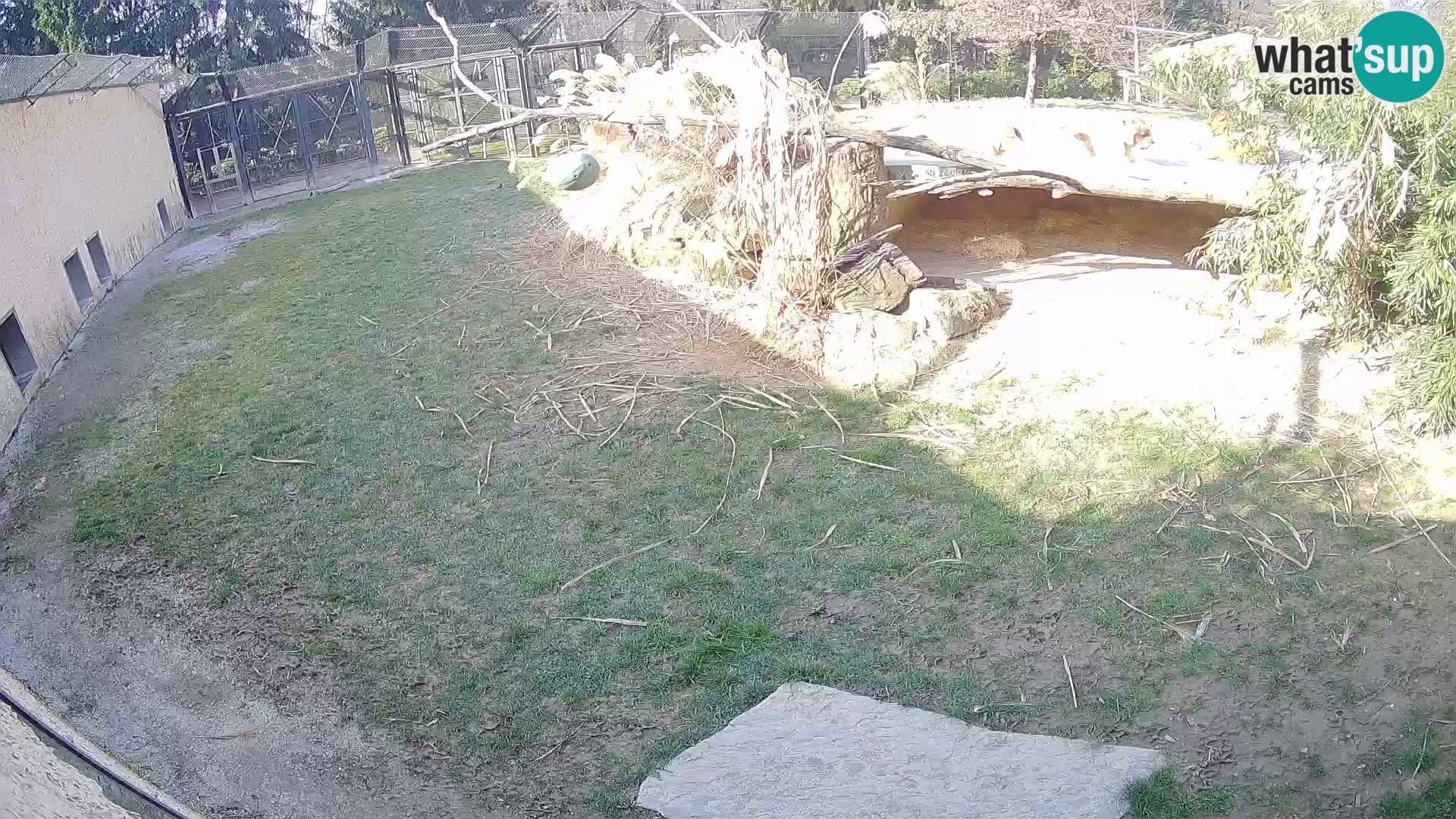 LION webcam en direct du zoo de Ljubljana – Slovénie